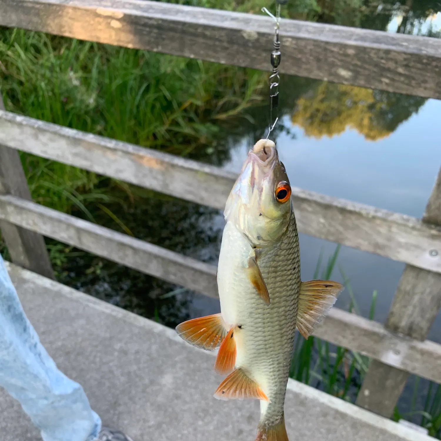 Common roach caught on Fishbrain