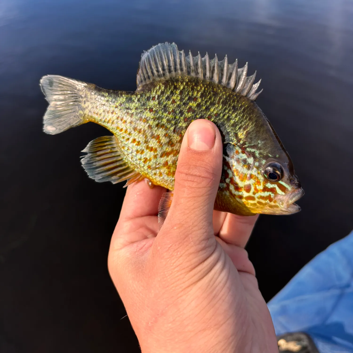 Pumpkinseed caught on Fishbrain