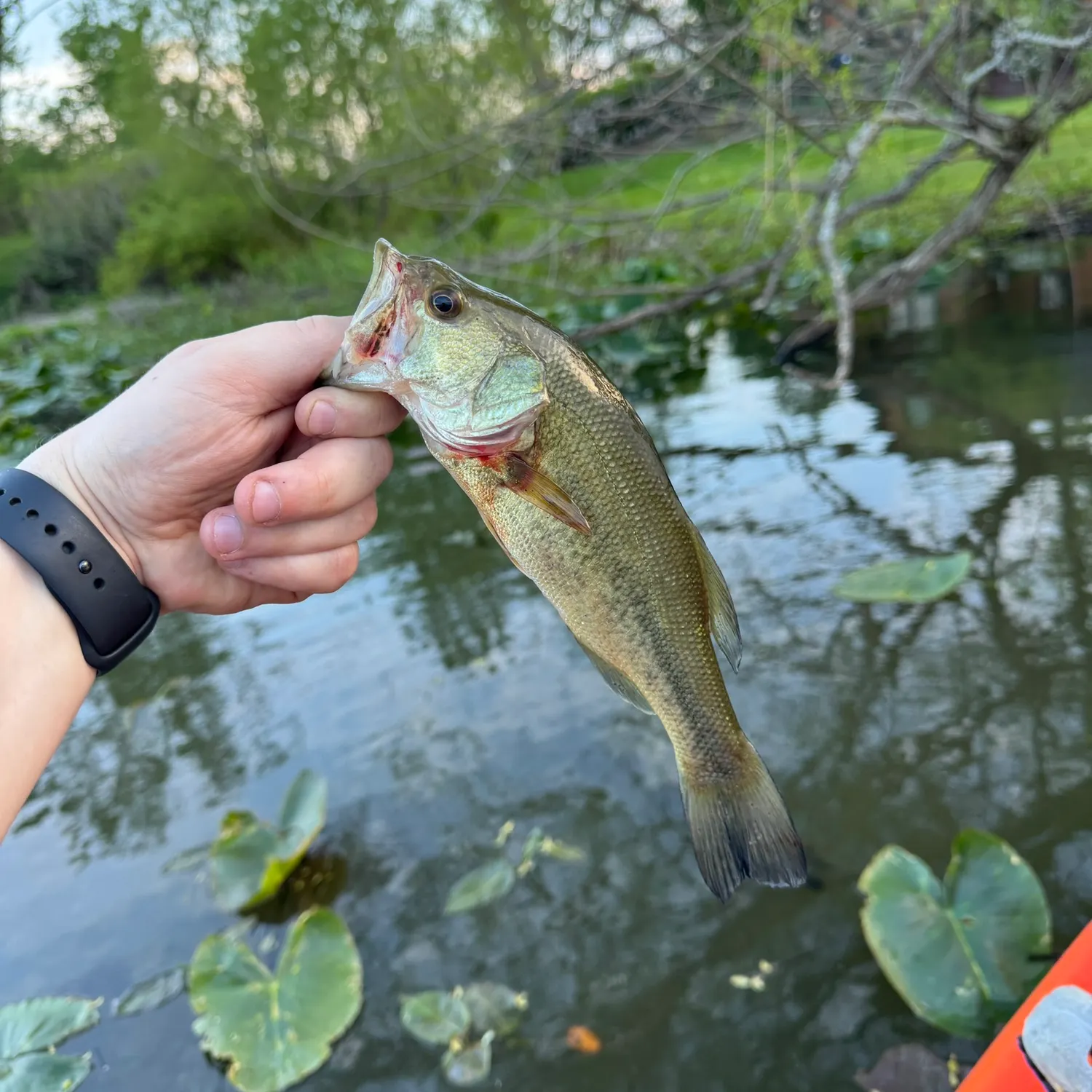 catch