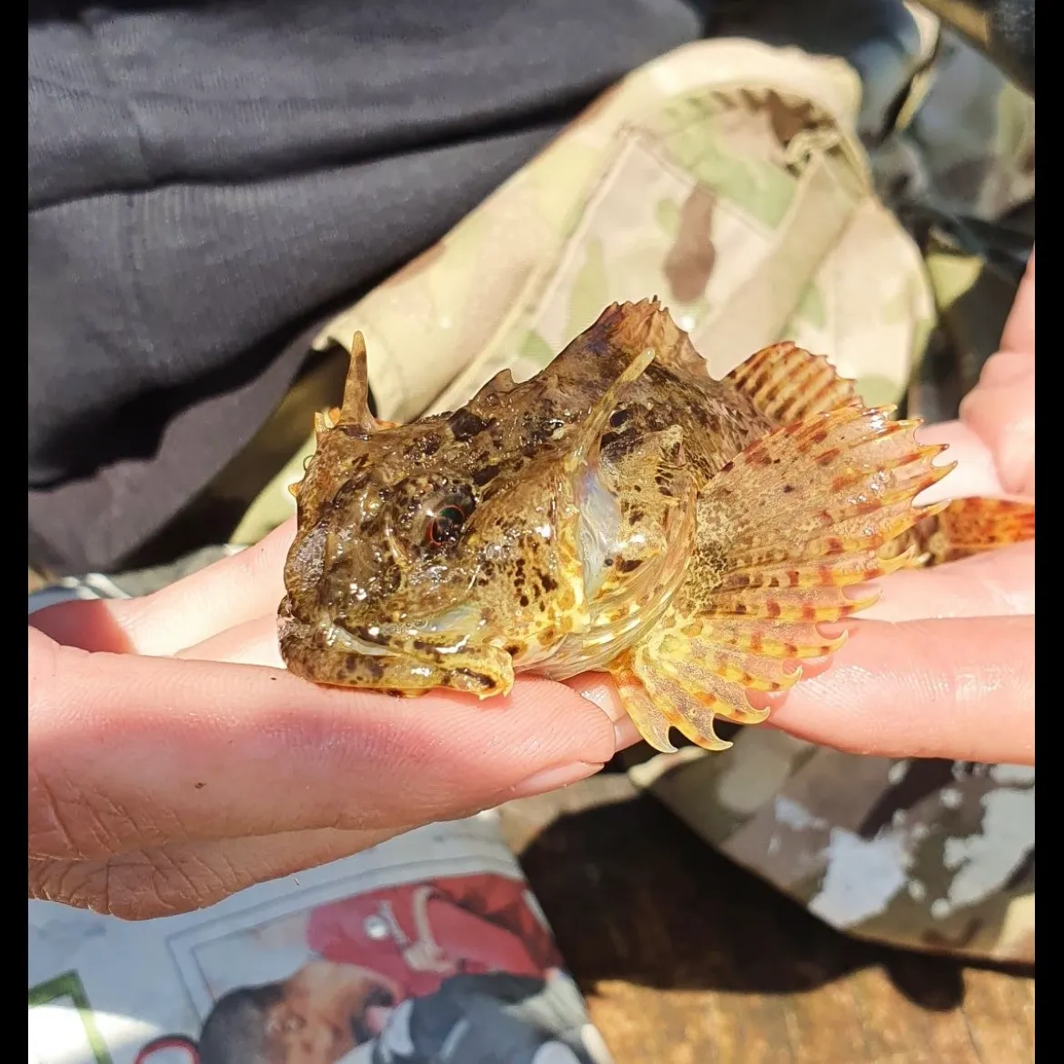 The most recent False stonefish catches on Fishbrain