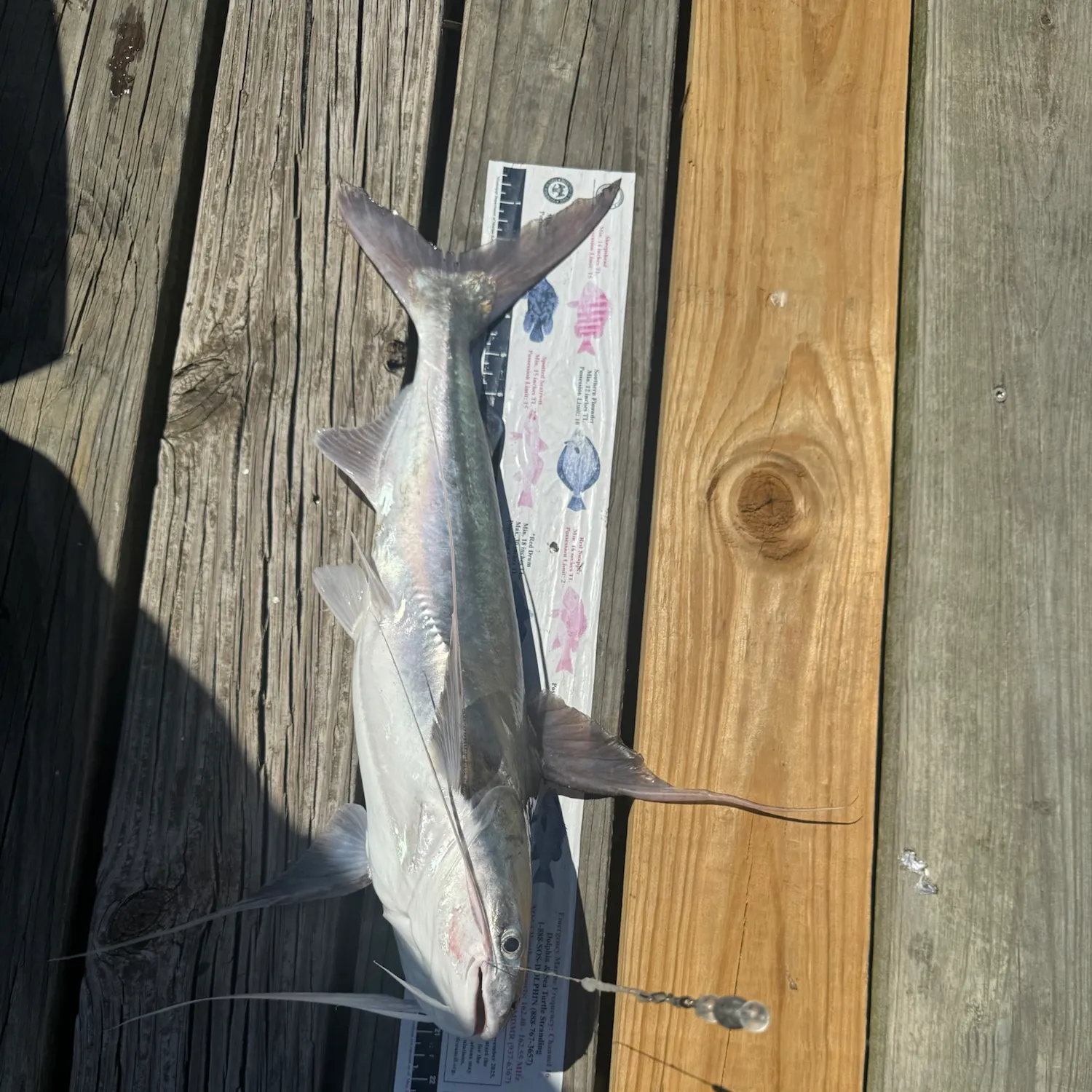 Gafftopsail sea catfish caught on Fishbrain
