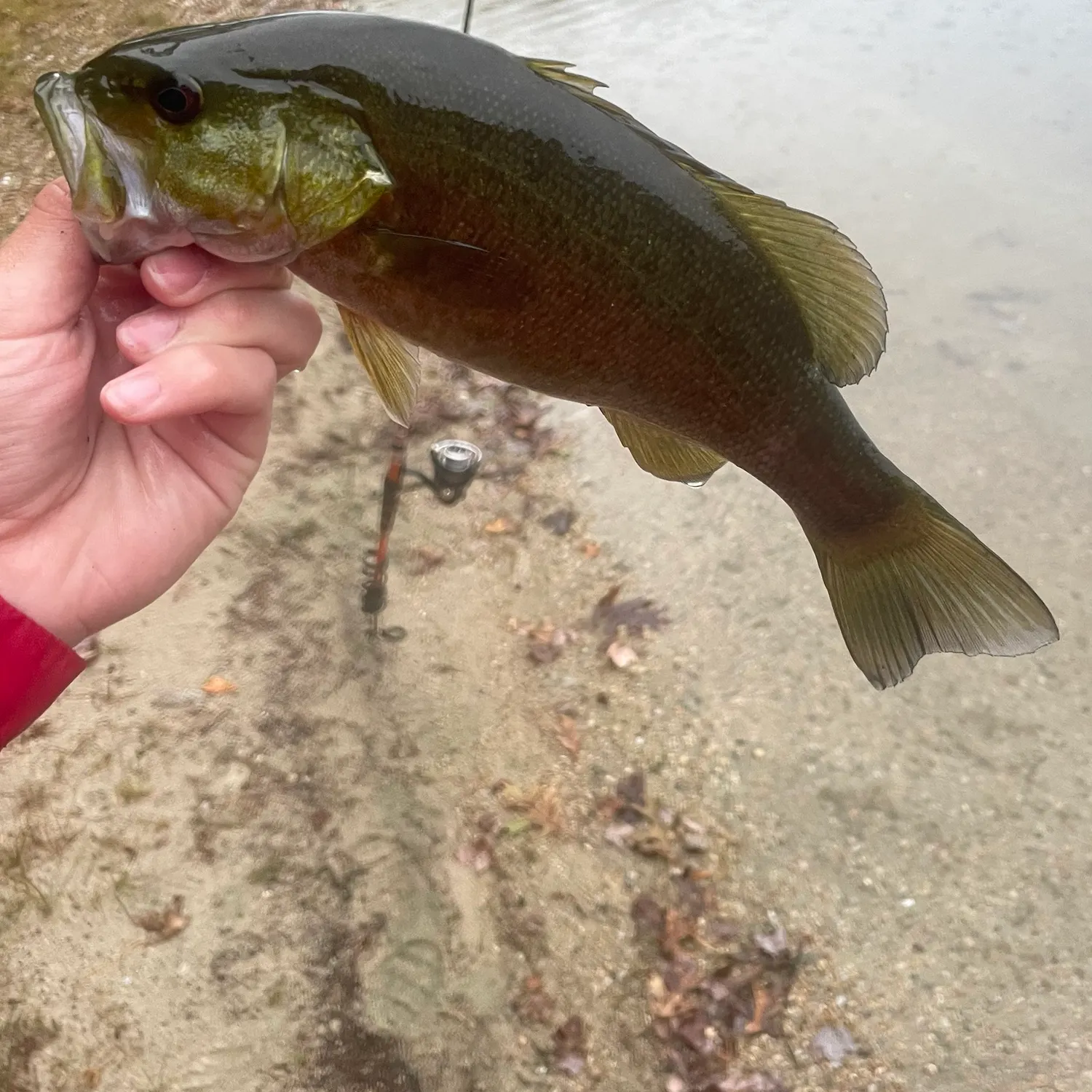 Smallmouth bass caught on Fishbrain