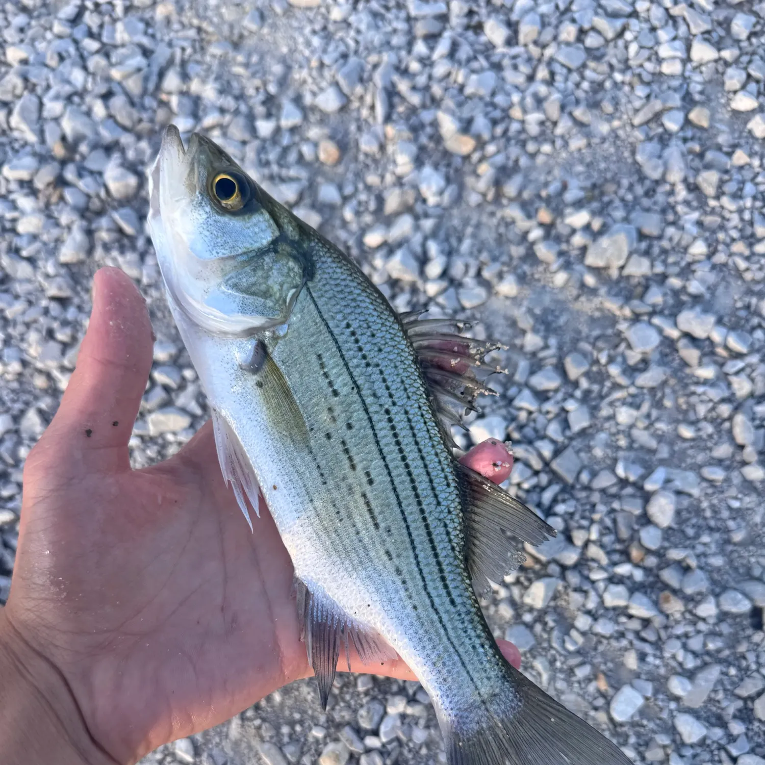 Wiper caught on Fishbrain