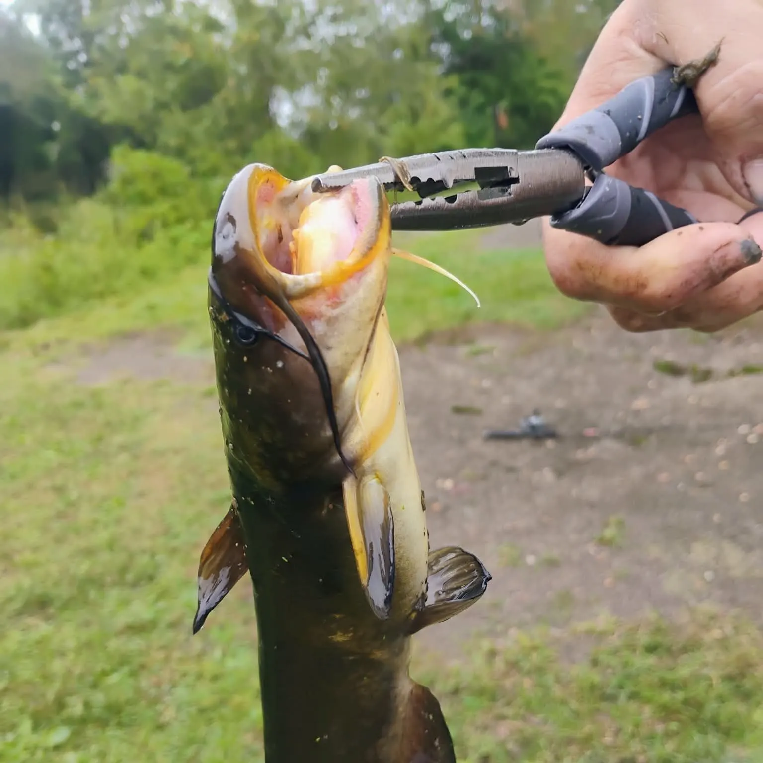 Yellow bullhead caught on Fishbrain