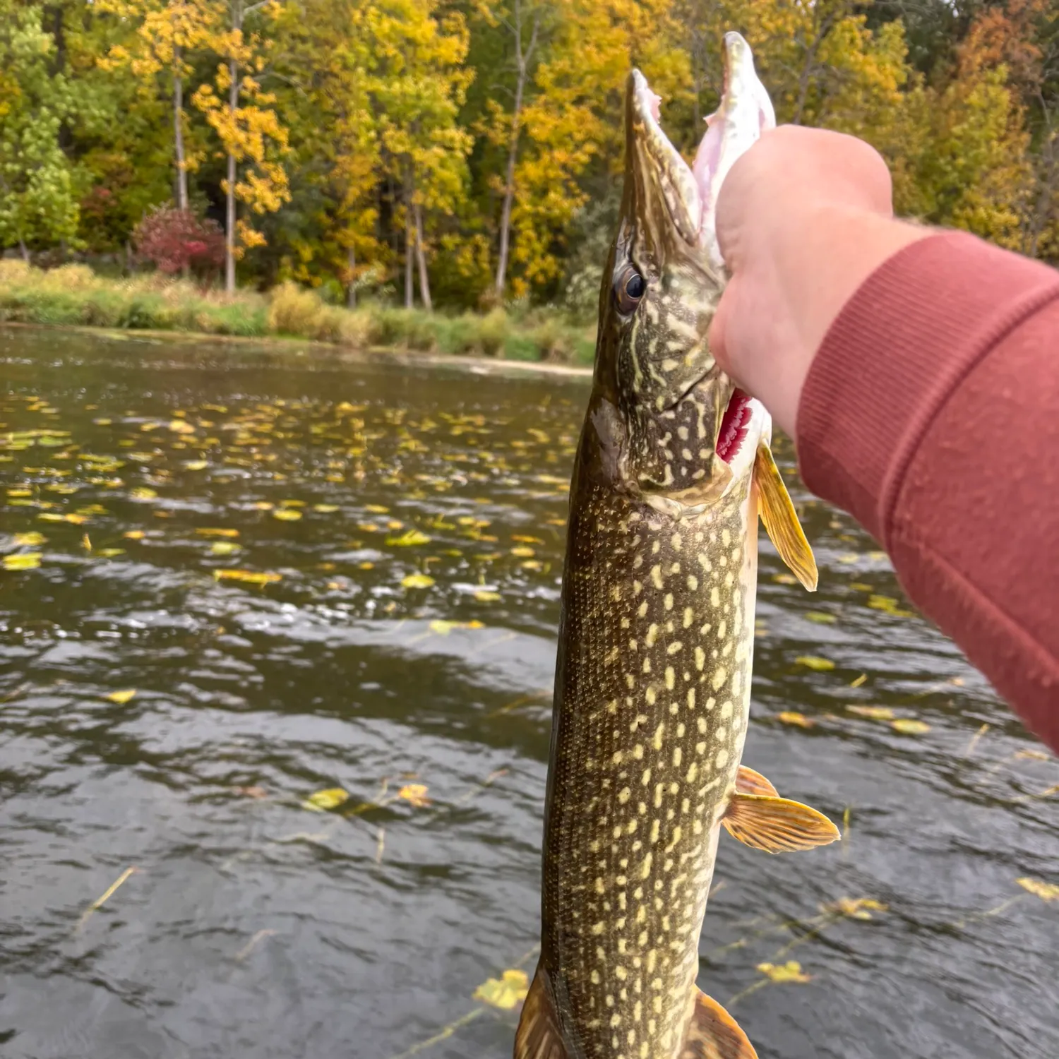 Northern pike caught on Fishbrain