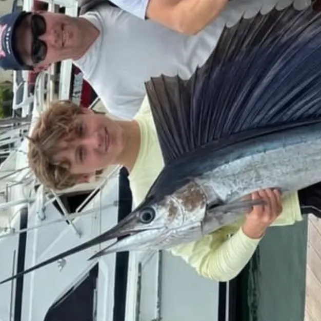 The most recent Atlantic sailfish catches on Fishbrain
