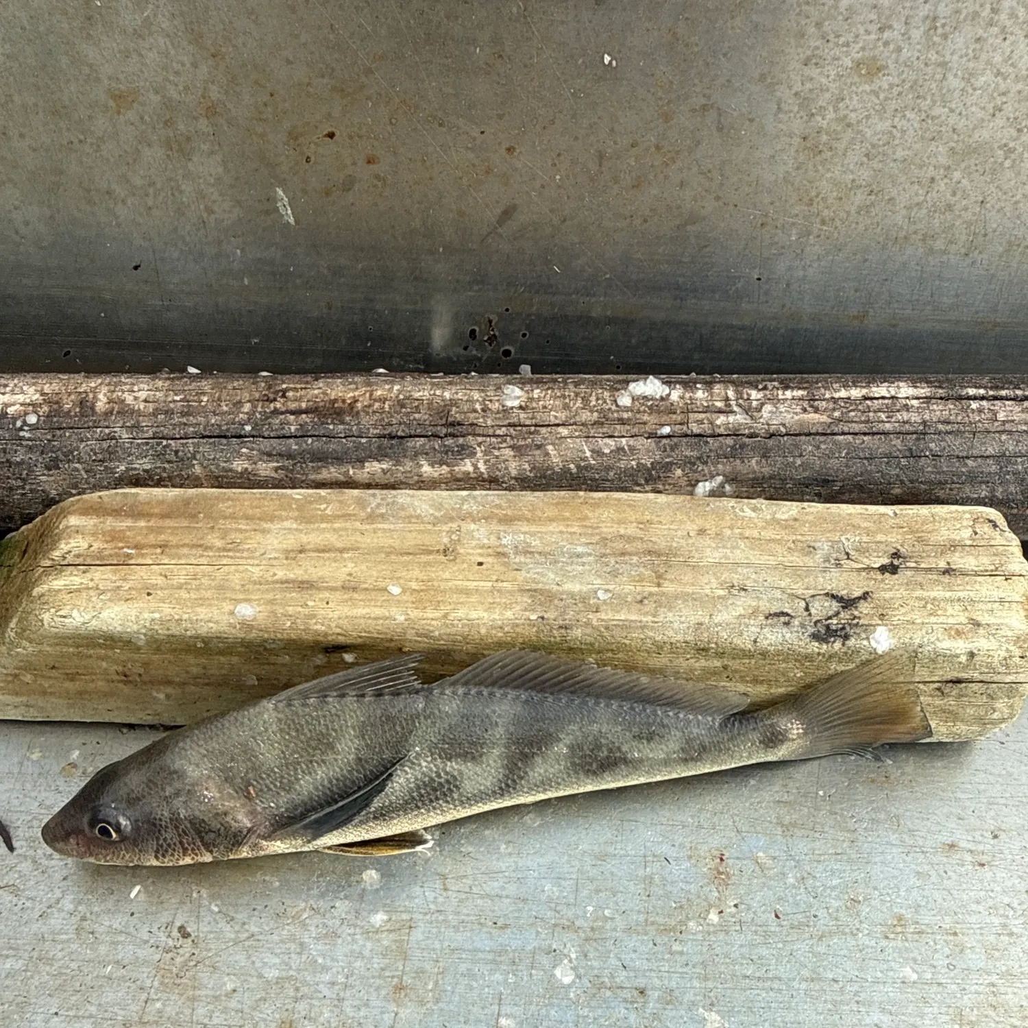 Southern kingcroaker caught on Fishbrain