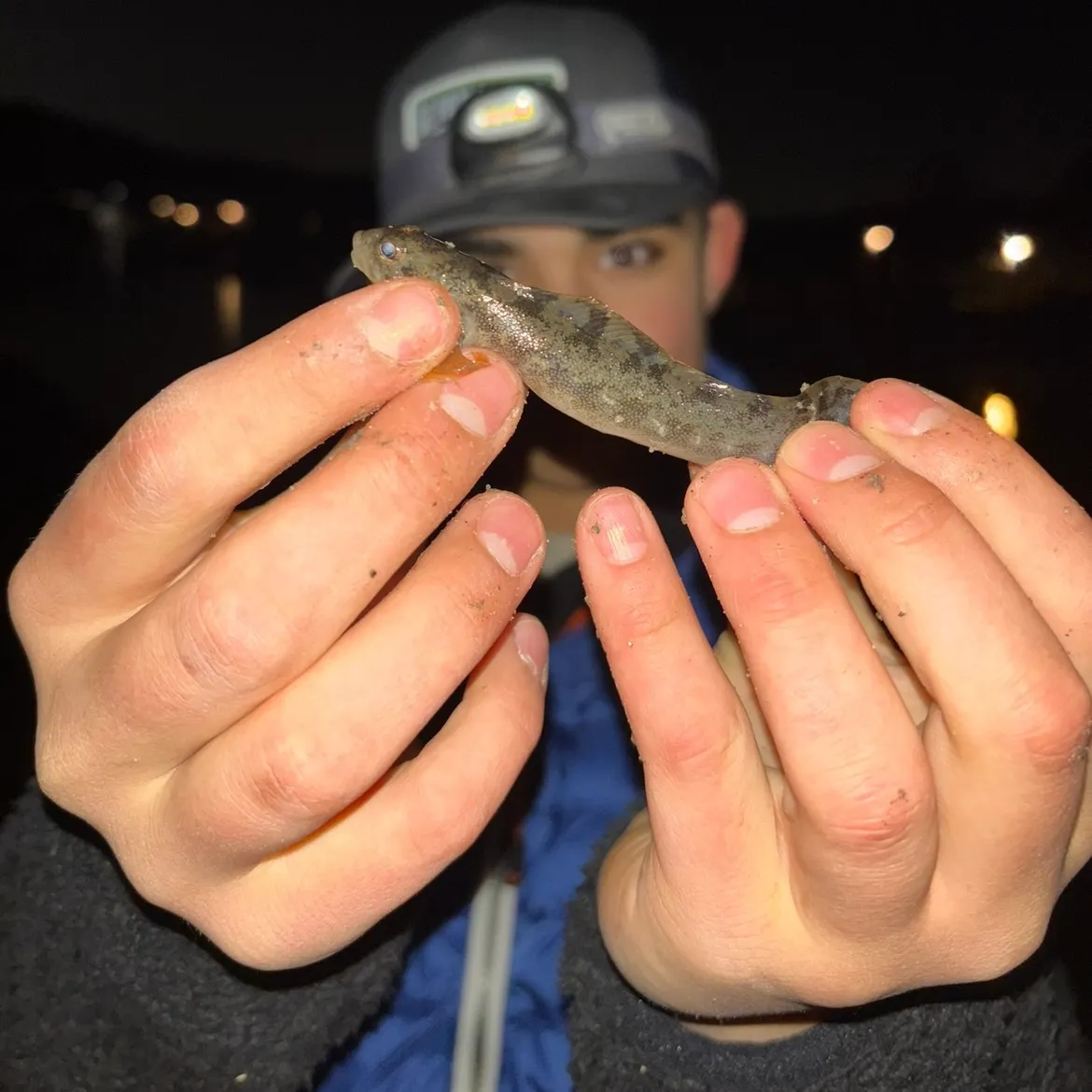 The most recent European eelpout catches on Fishbrain