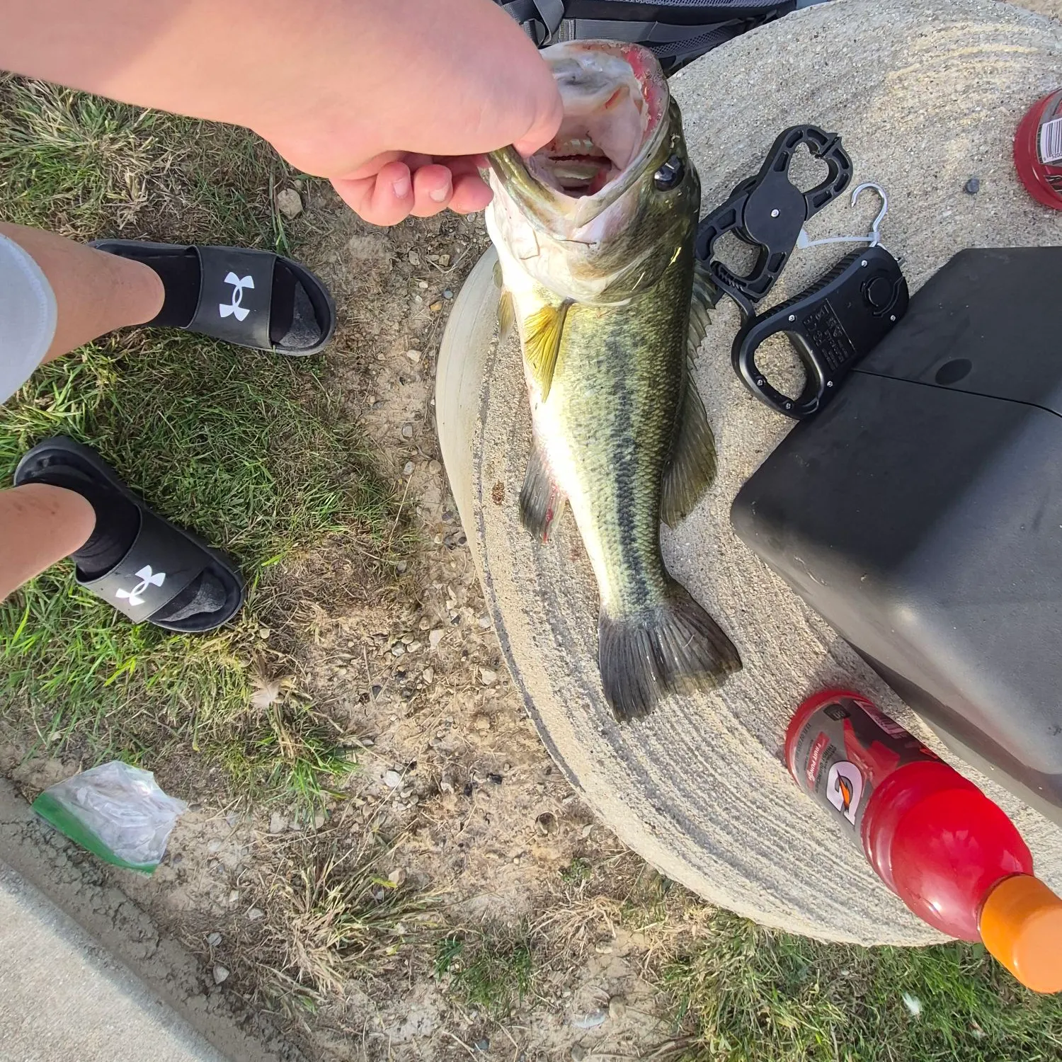 Largemouth bass caught on Fishbrain