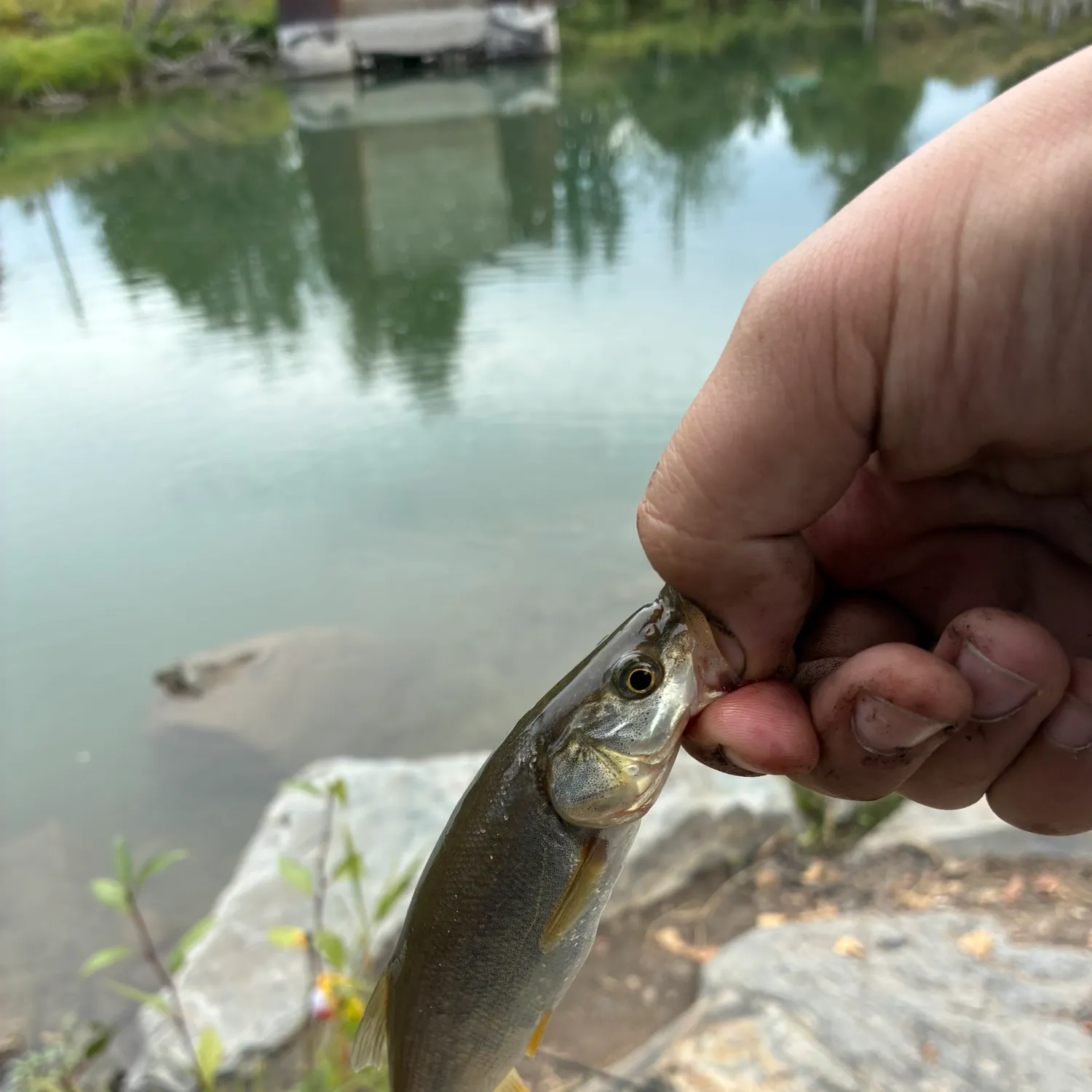 The most recent Peamouth catches on Fishbrain