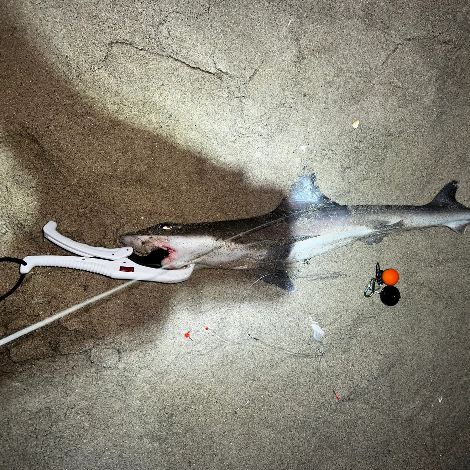 Dusky smooth-hound caught on Fishbrain