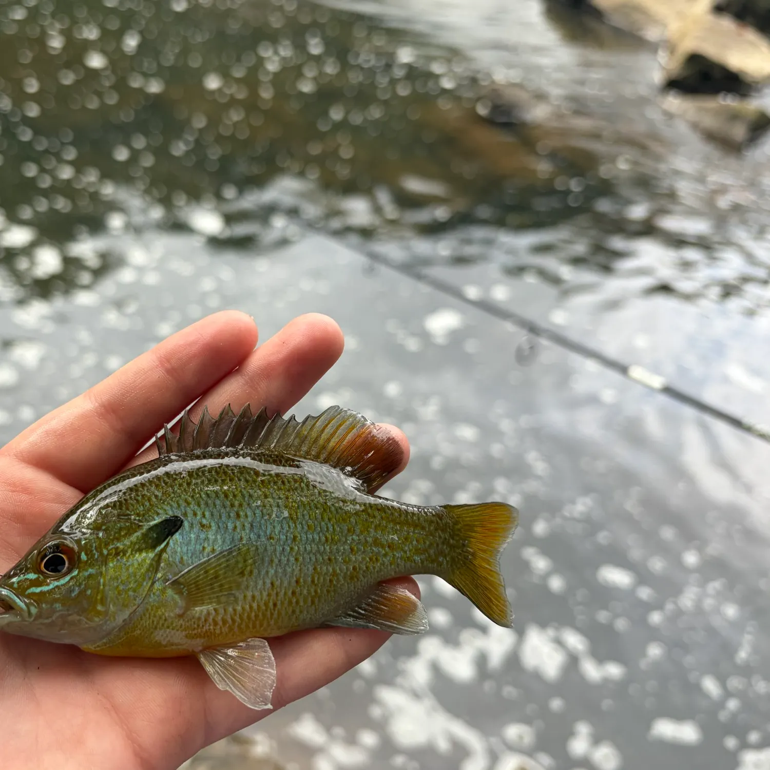 Redbreast sunfish caught on Fishbrain