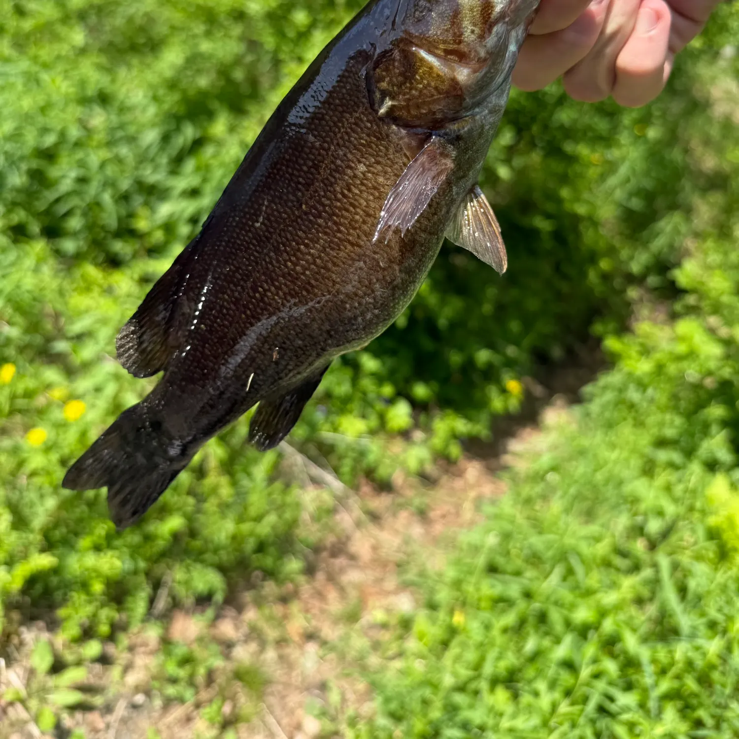 The most recent Smallmouth bass catches on Fishbrain