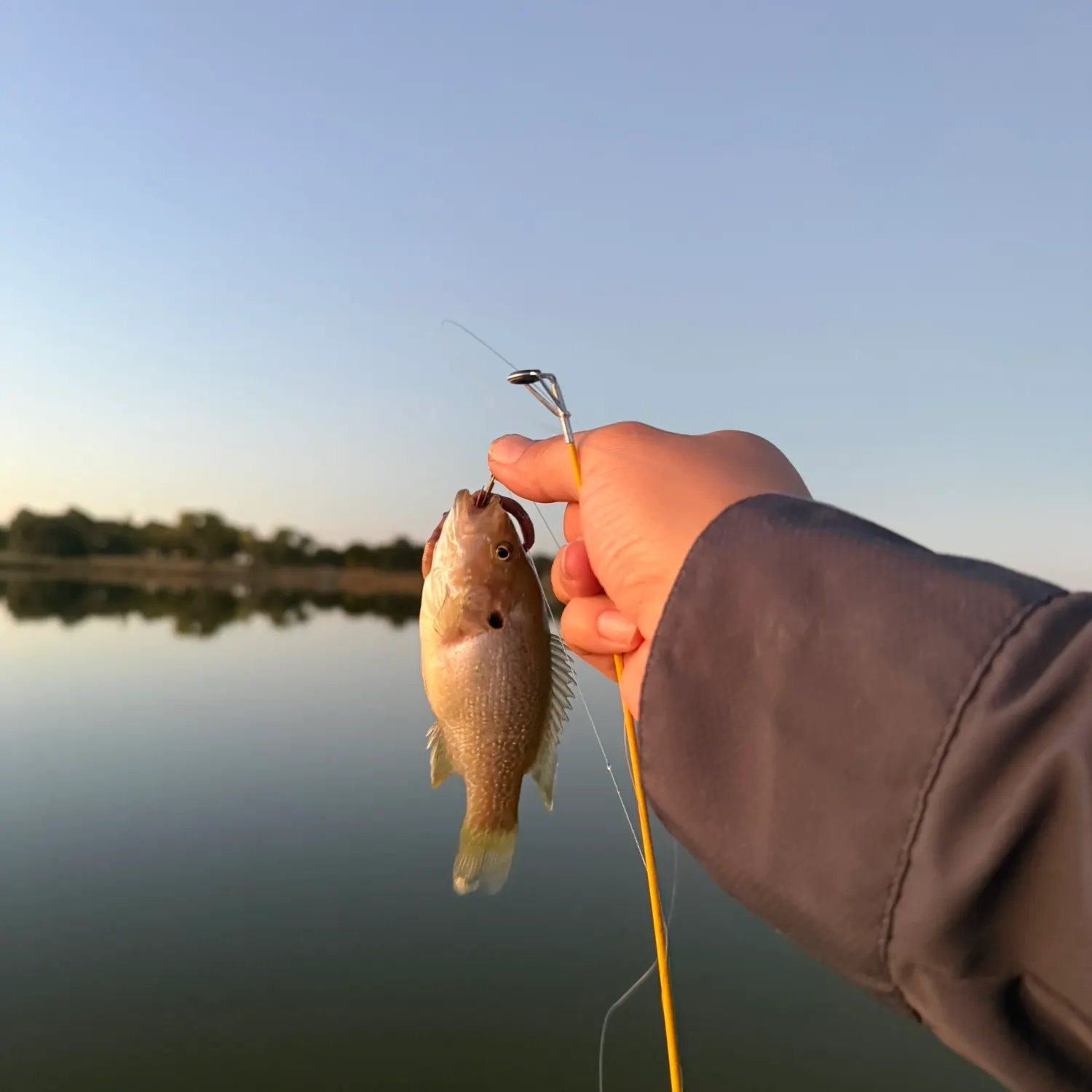 Bluegill caught on Fishbrain