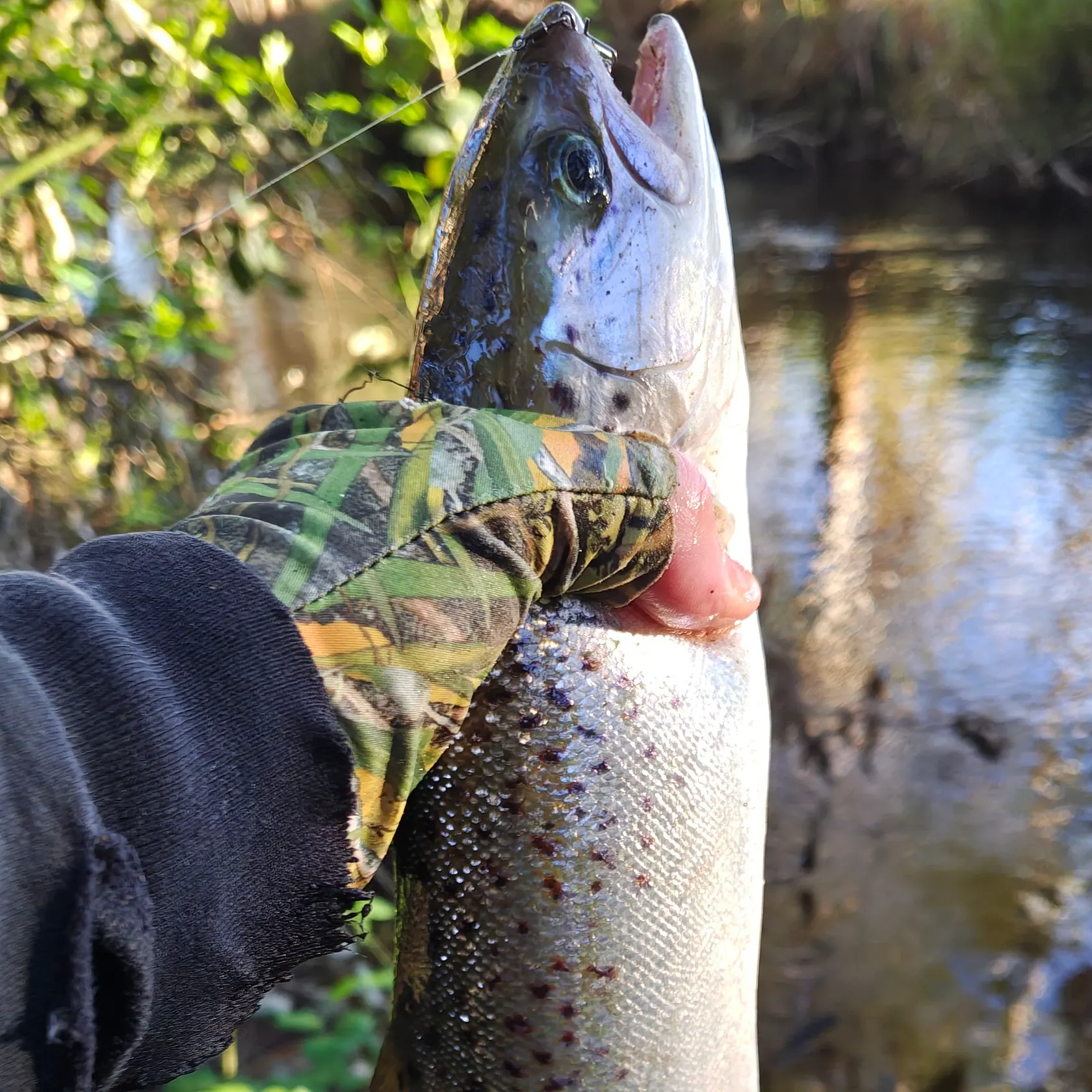 Atlantic salmon caught on Fishbrain