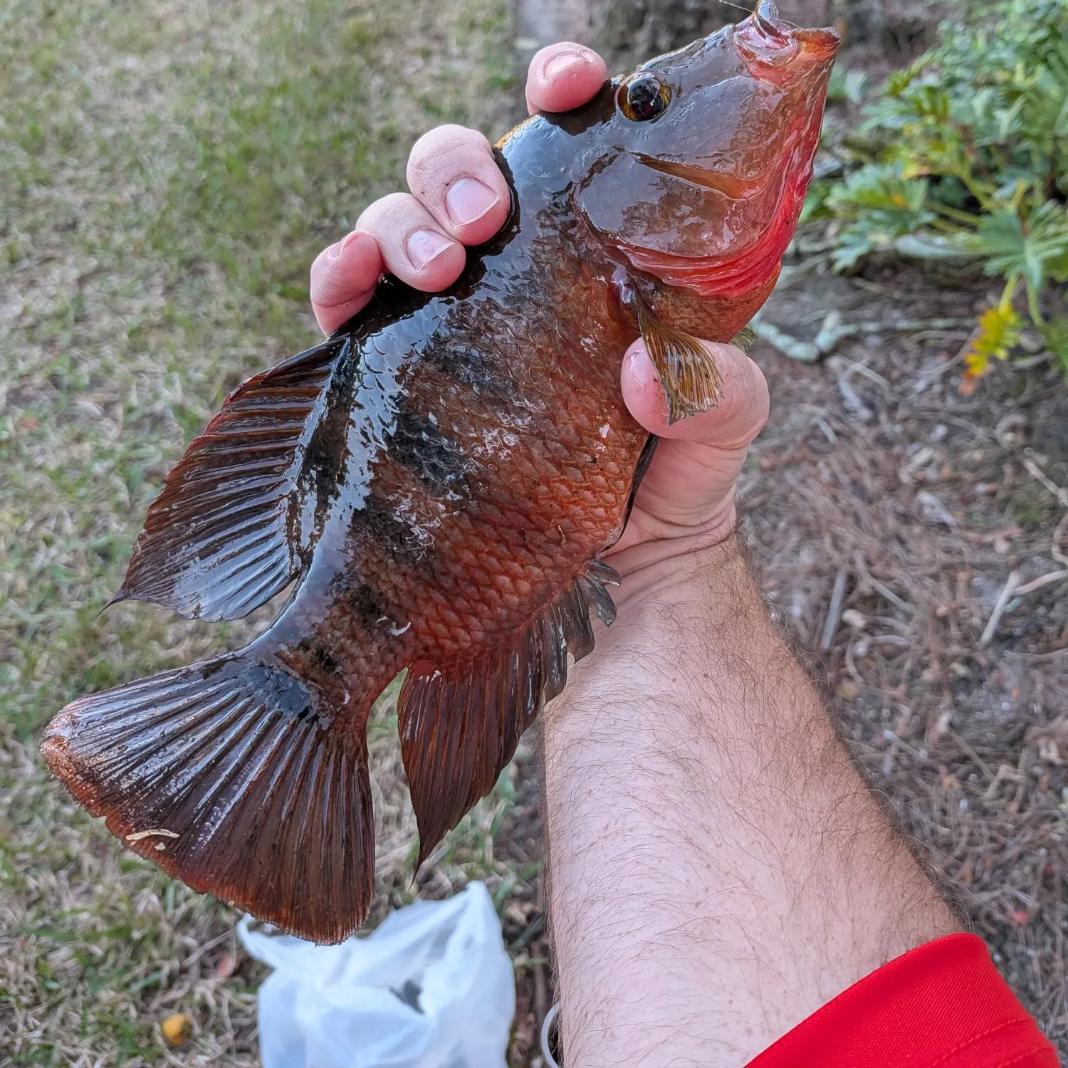 The most recent Mayan cichlid catches on Fishbrain