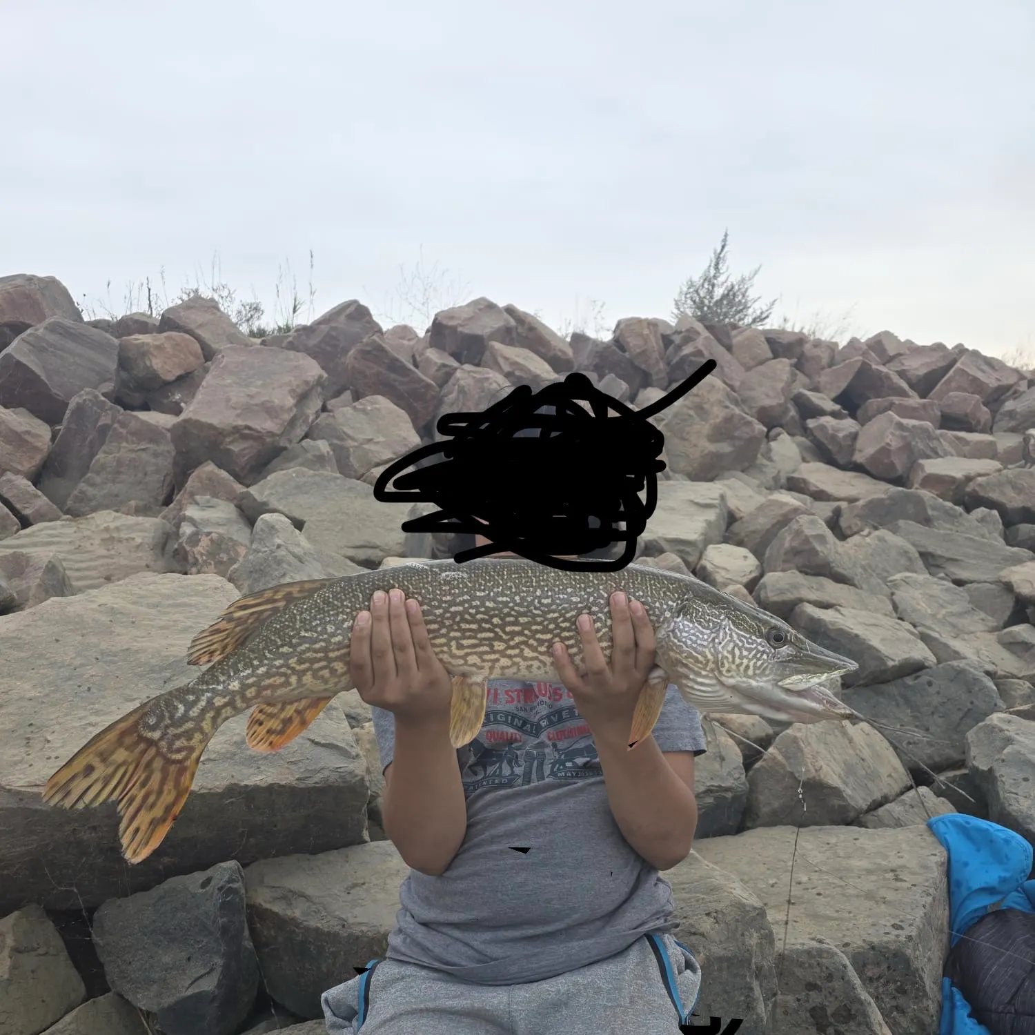 Northern pike caught on Fishbrain