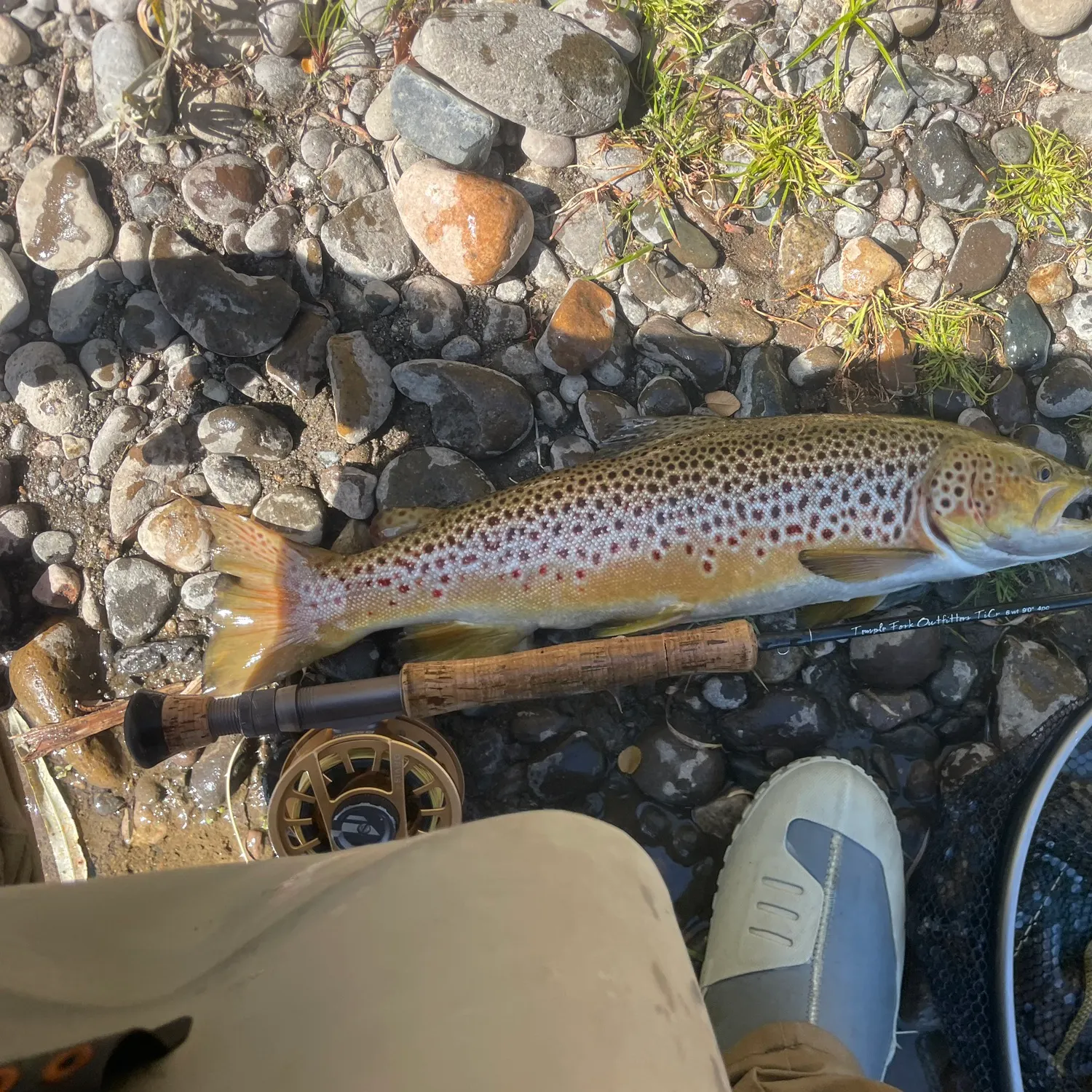 Brown trout caught on Fishbrain