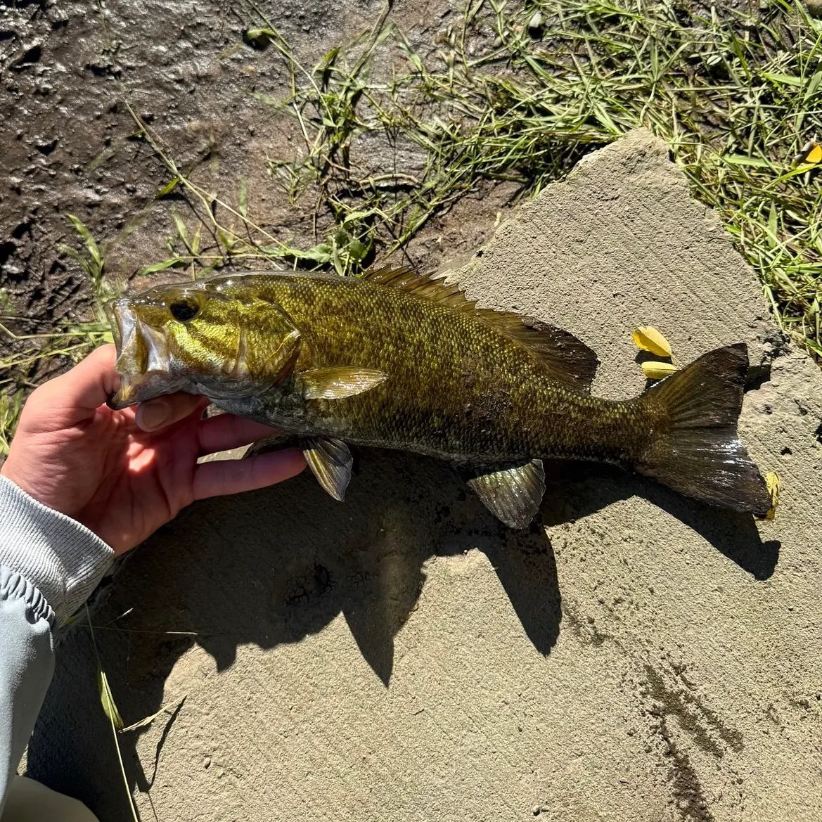 Smallmouth bass caught on Fishbrain