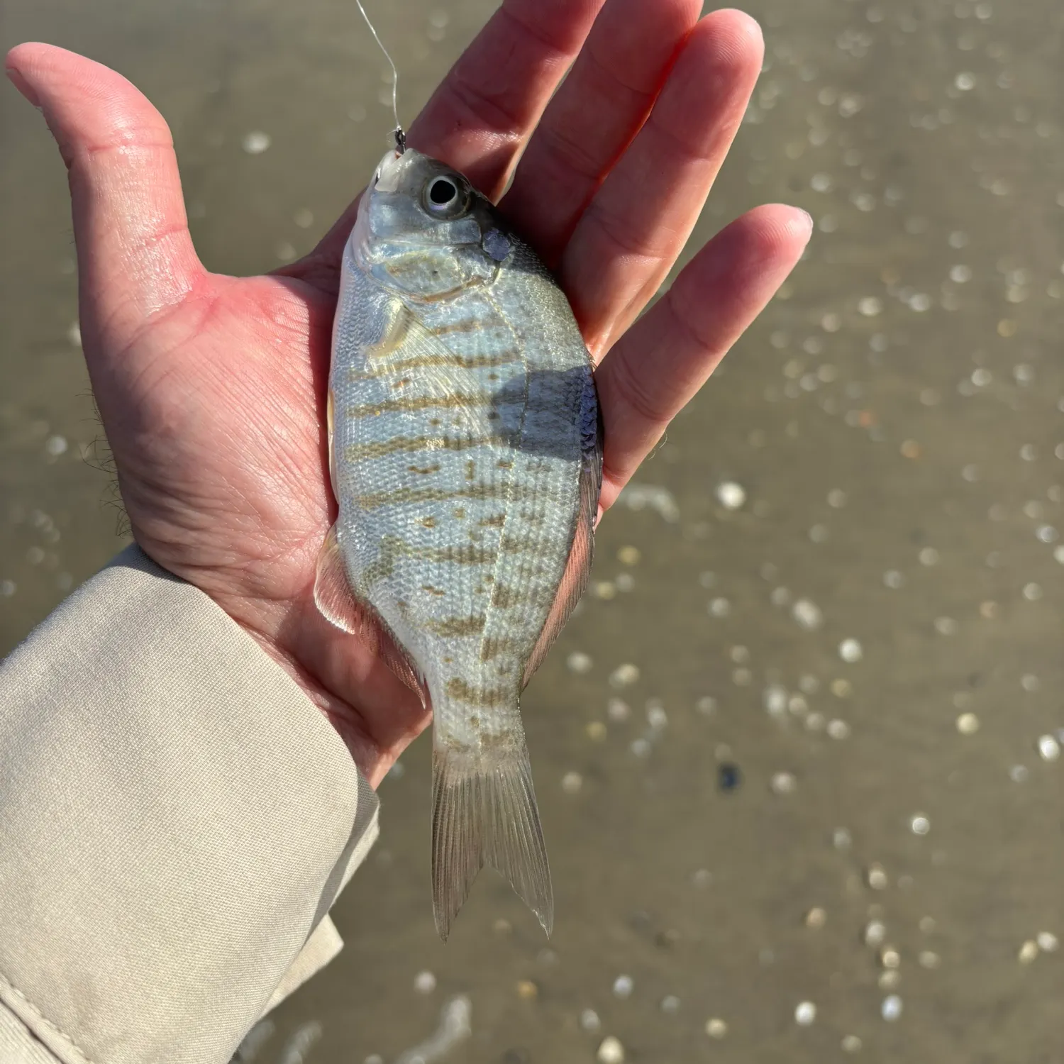 The most recent Barred surfperch catches on Fishbrain