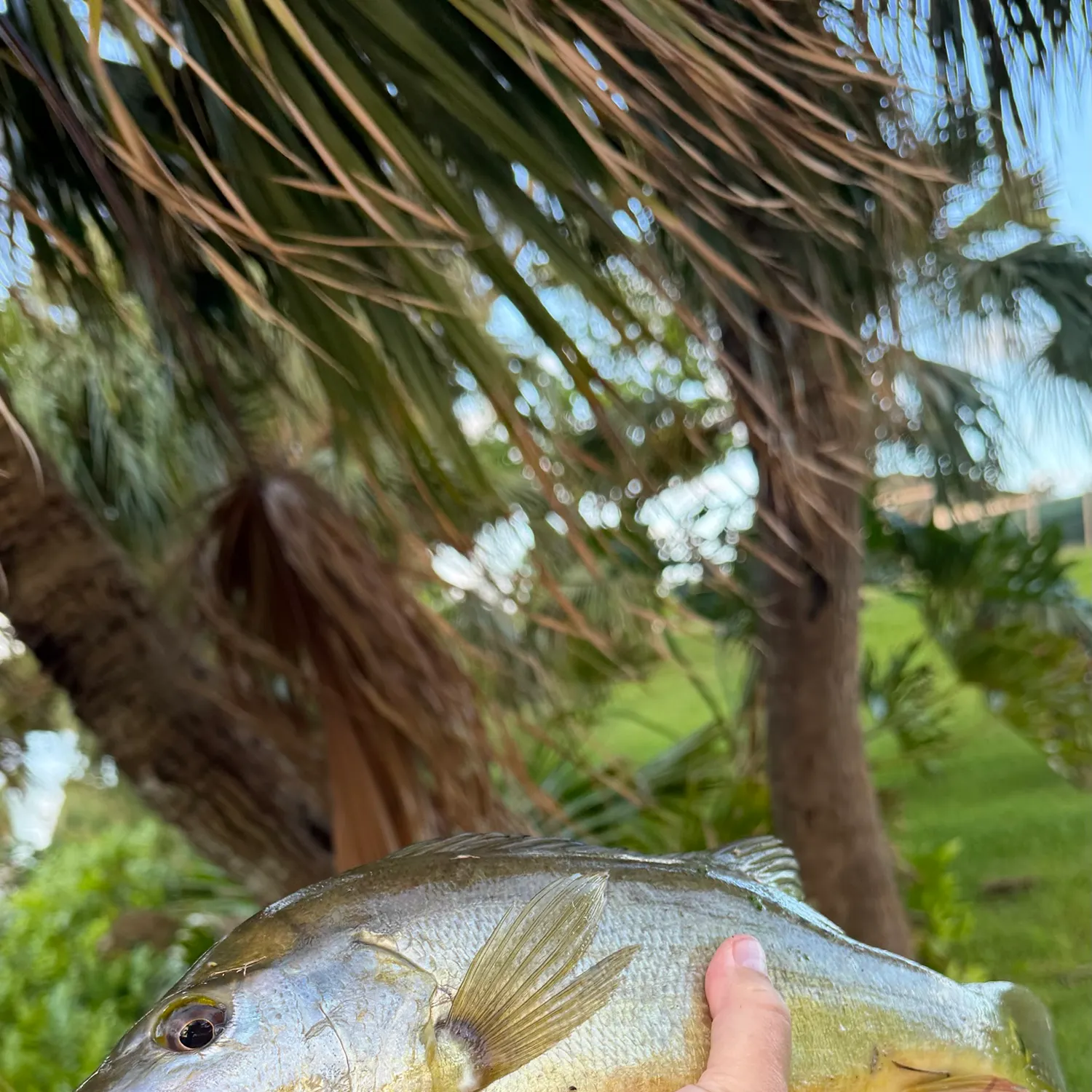 Butterfly peacock bass caught on Fishbrain