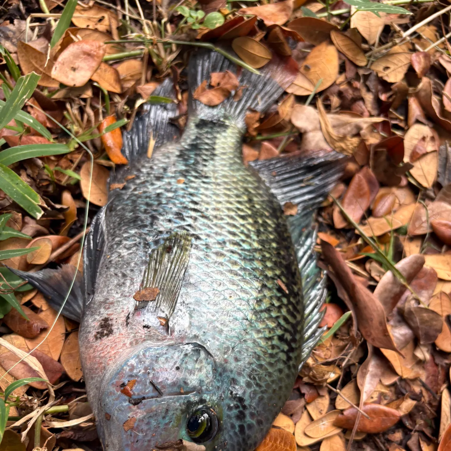 The most recent Redhead cichlid catches on Fishbrain