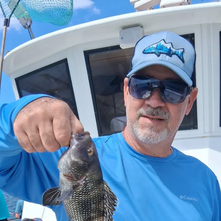 The most recent Black sea bass catches on Fishbrain