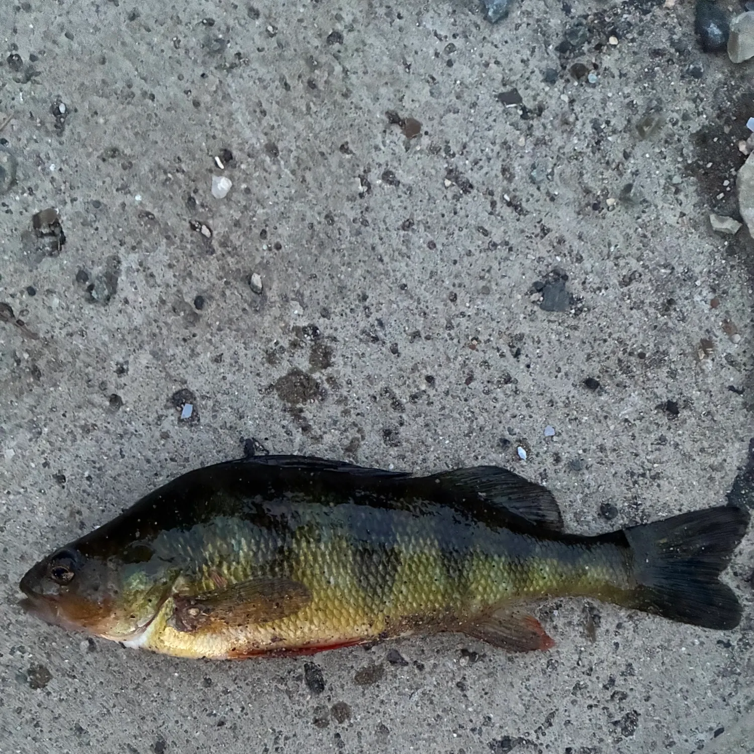 Yellow perch caught on Fishbrain