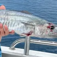 The most recent Narrow-barred Spanish mackerel catches on Fishbrain