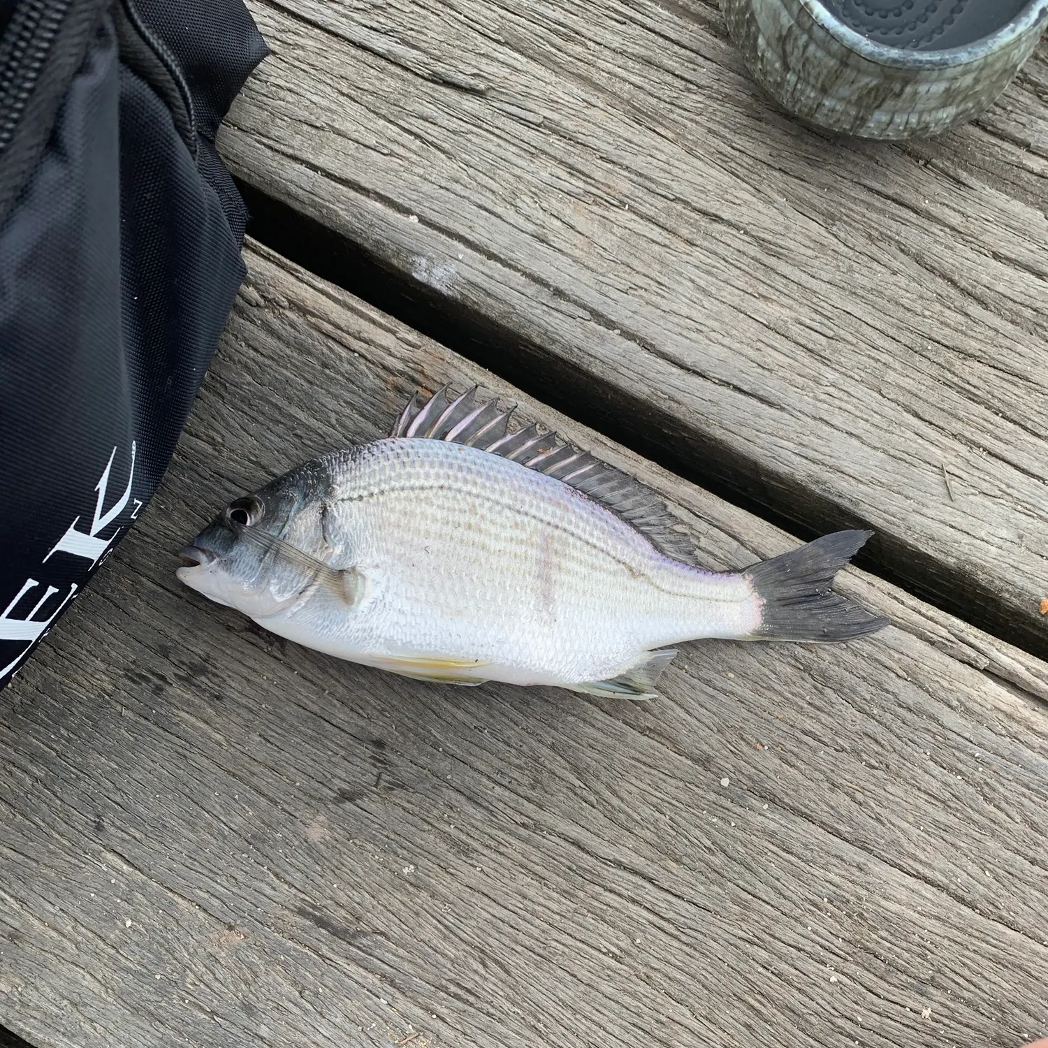 Southern black bream caught on Fishbrain