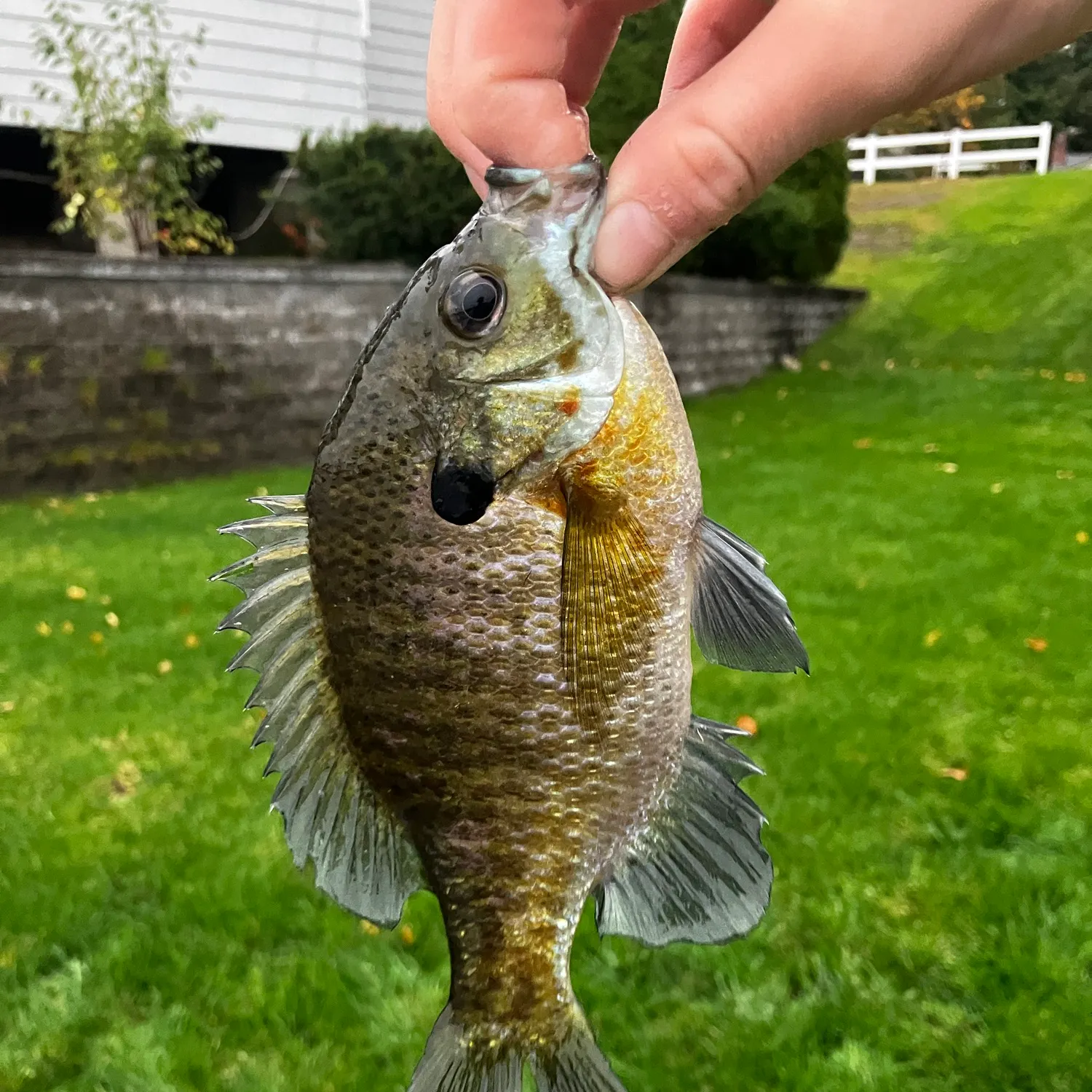 Bluegill caught on Fishbrain