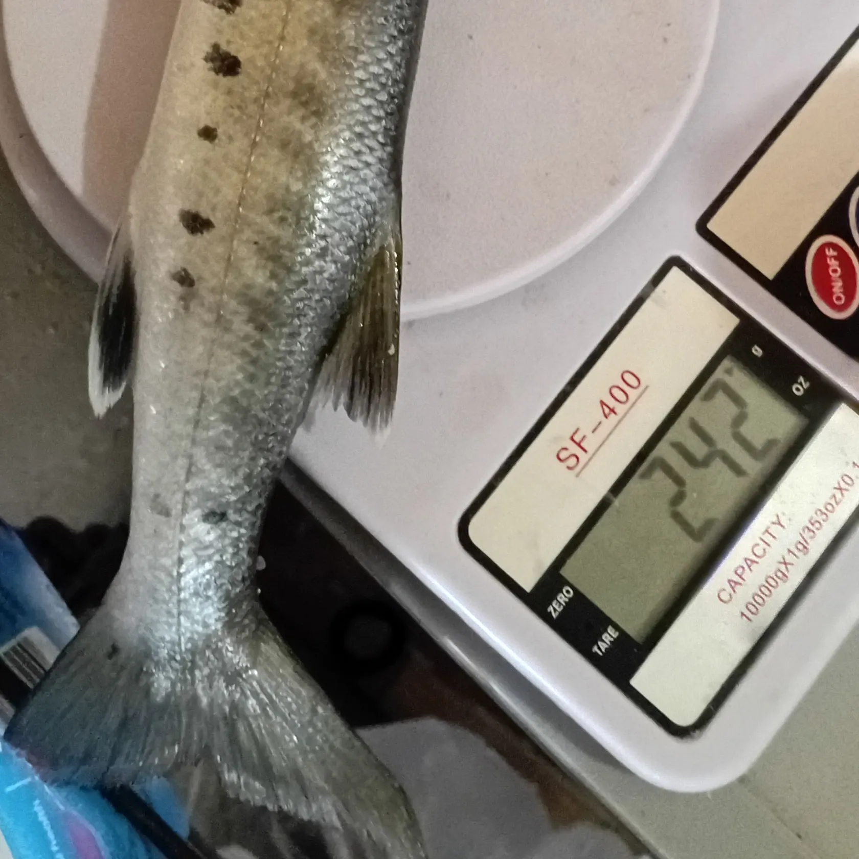 Great barracuda caught on Fishbrain
