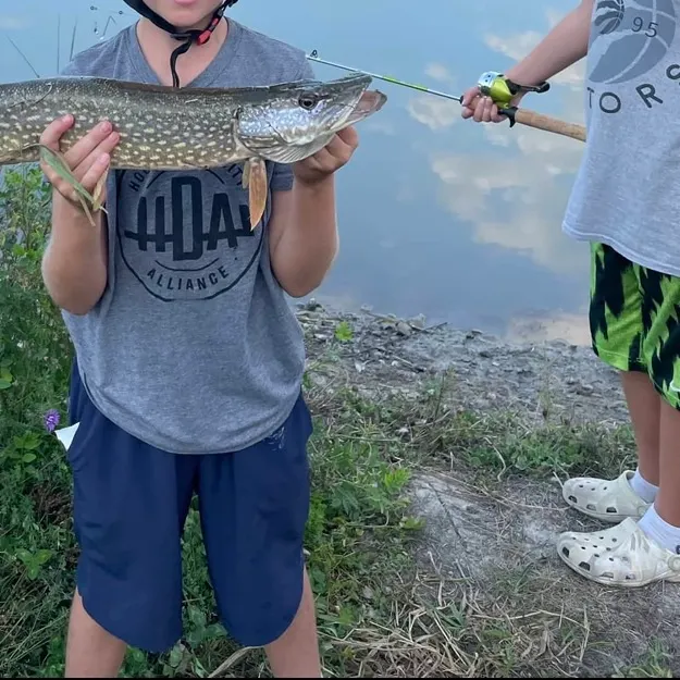 Northern pike caught on Fishbrain