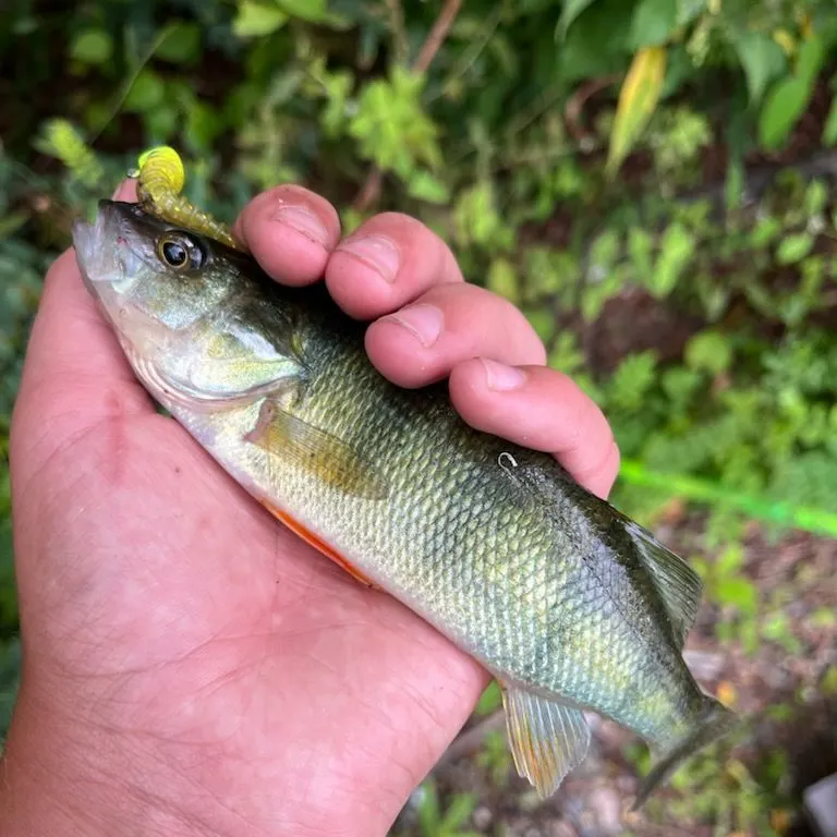 Yellow perch caught on Fishbrain