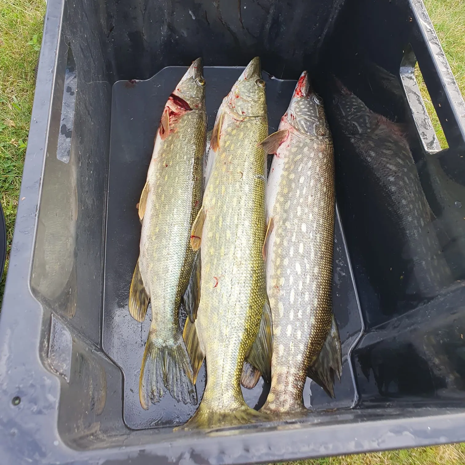 Northern pike caught on Fishbrain