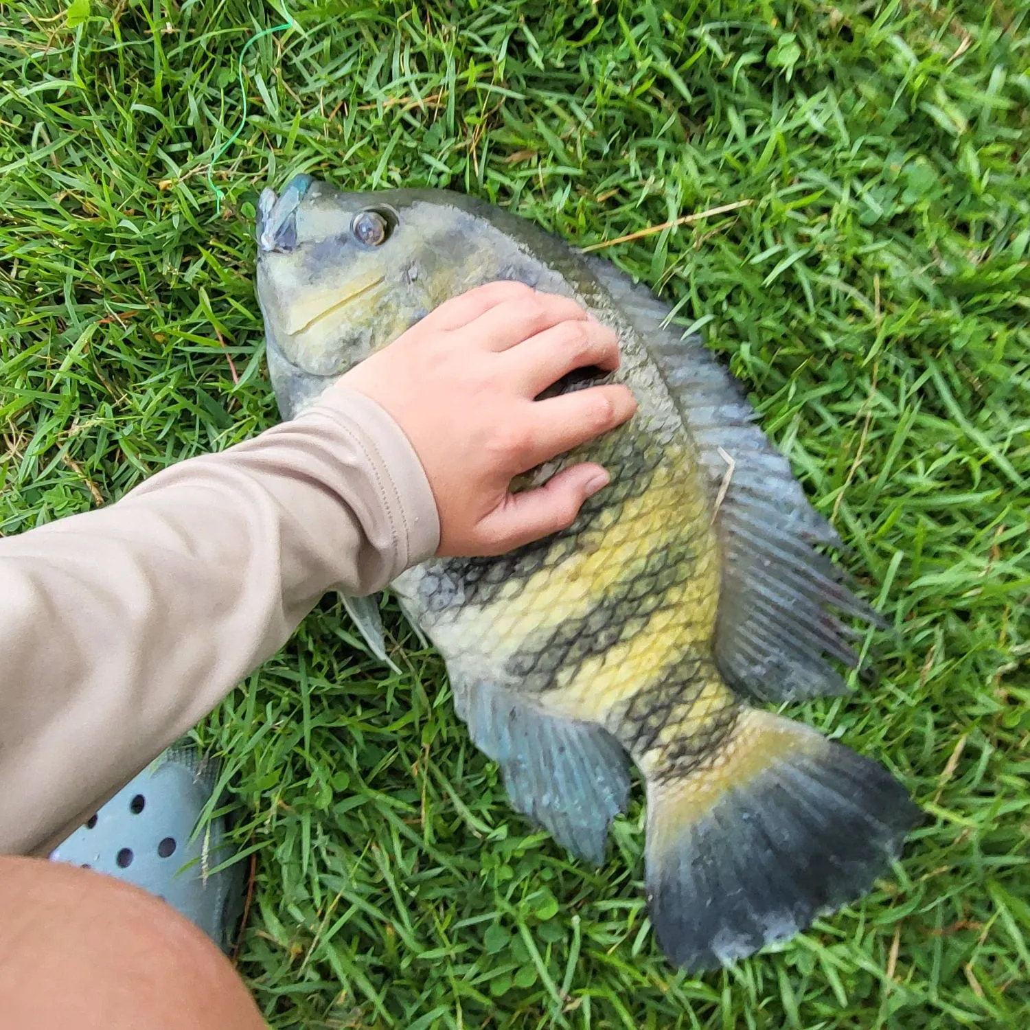 Nile tilapia caught on Fishbrain