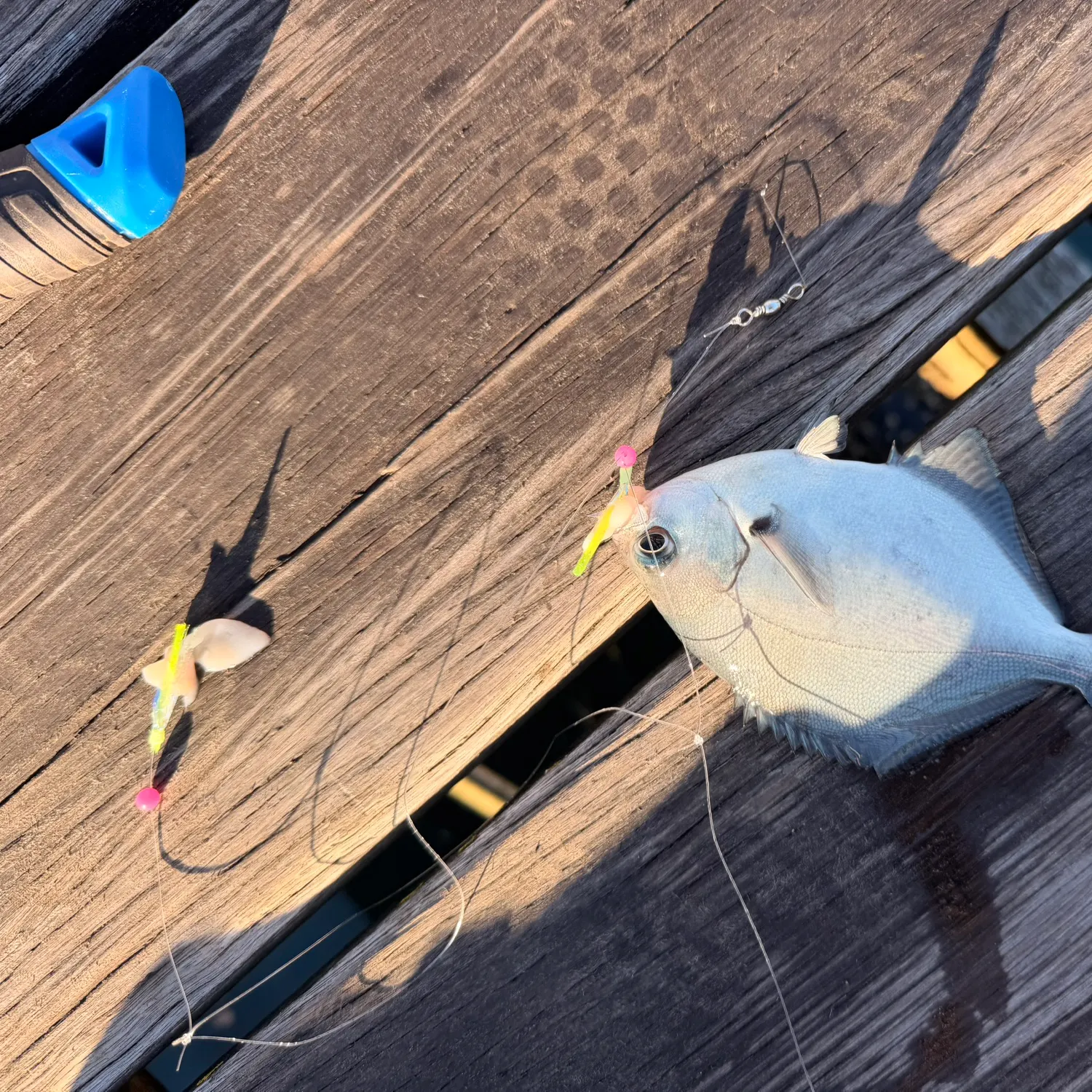 The most recent Brassy trevally catches on Fishbrain