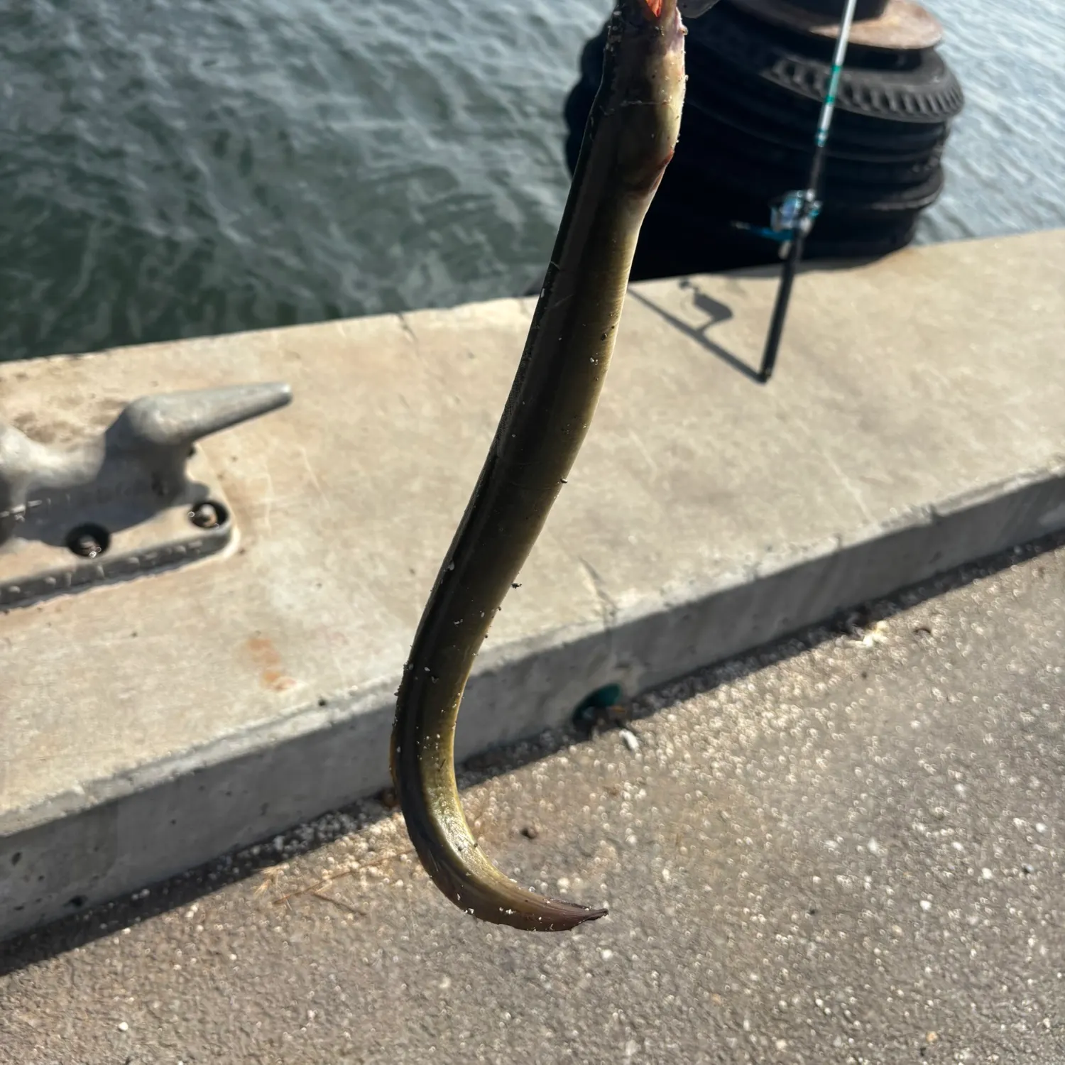 The most recent American eel catches on Fishbrain