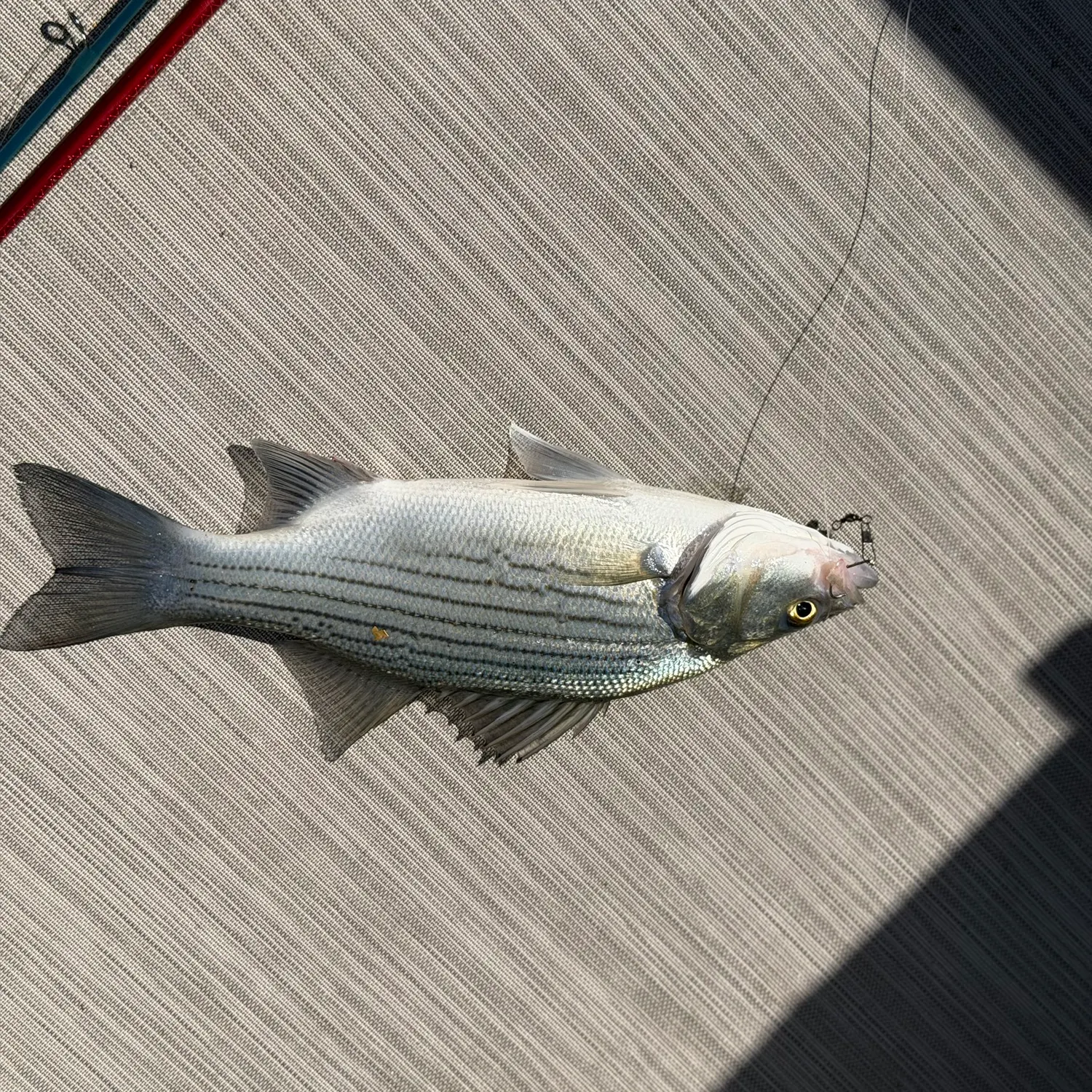 White bass caught on Fishbrain
