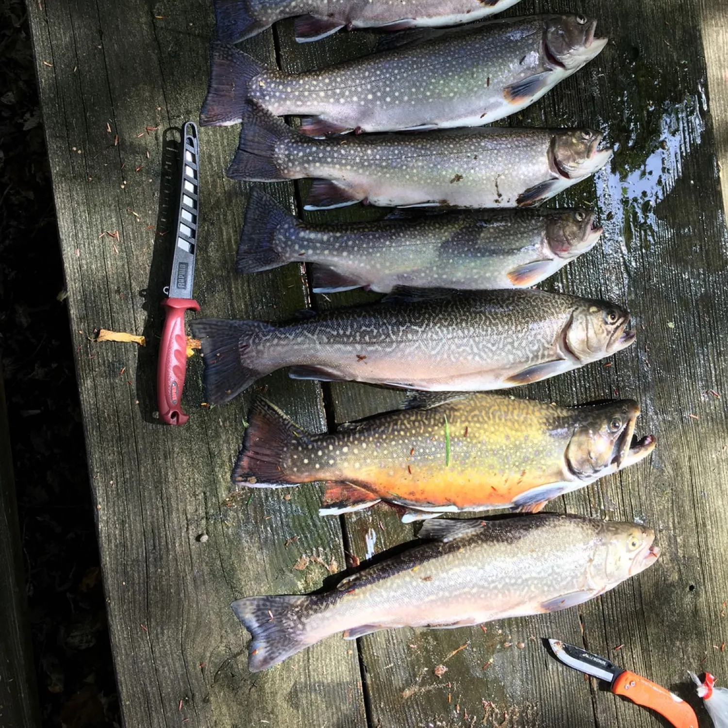 recently logged catches