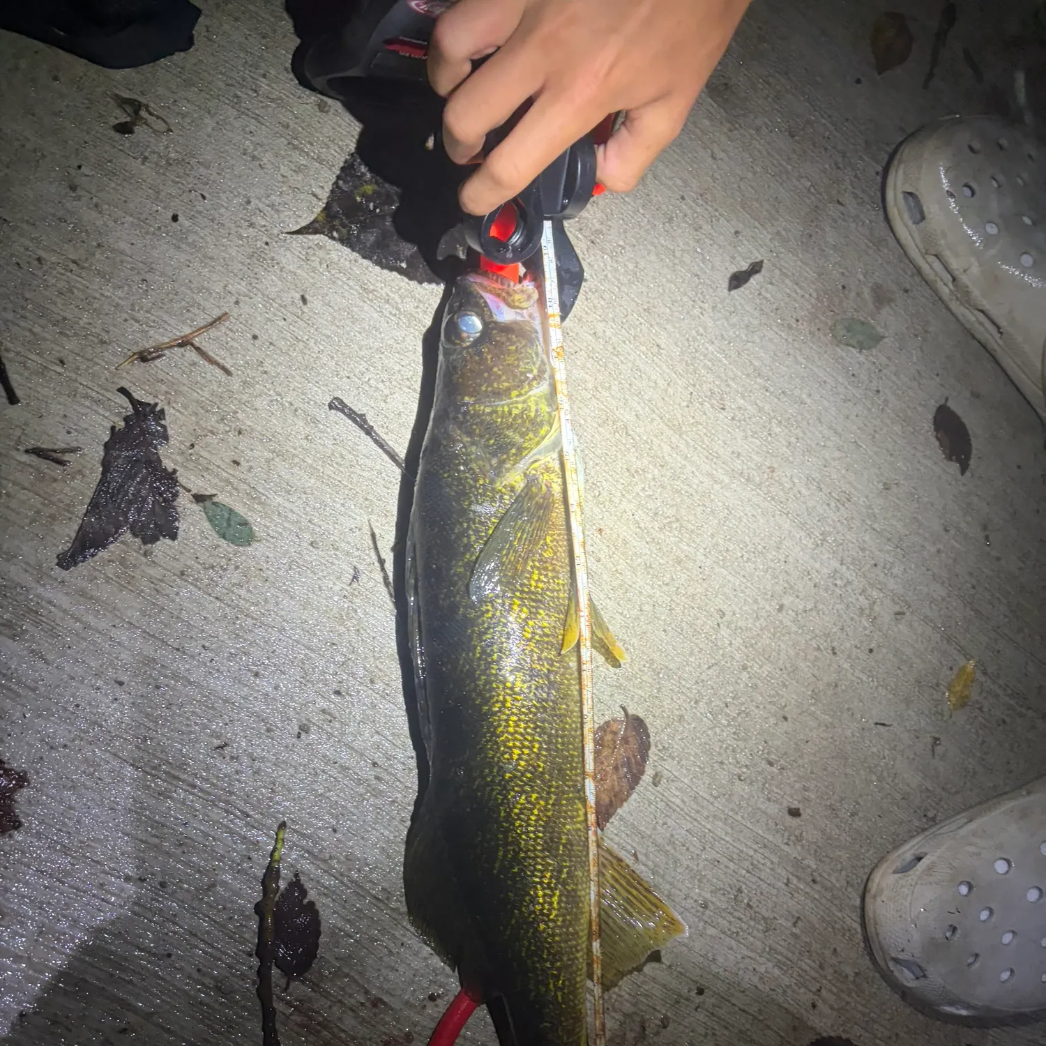 Walleye caught on Fishbrain