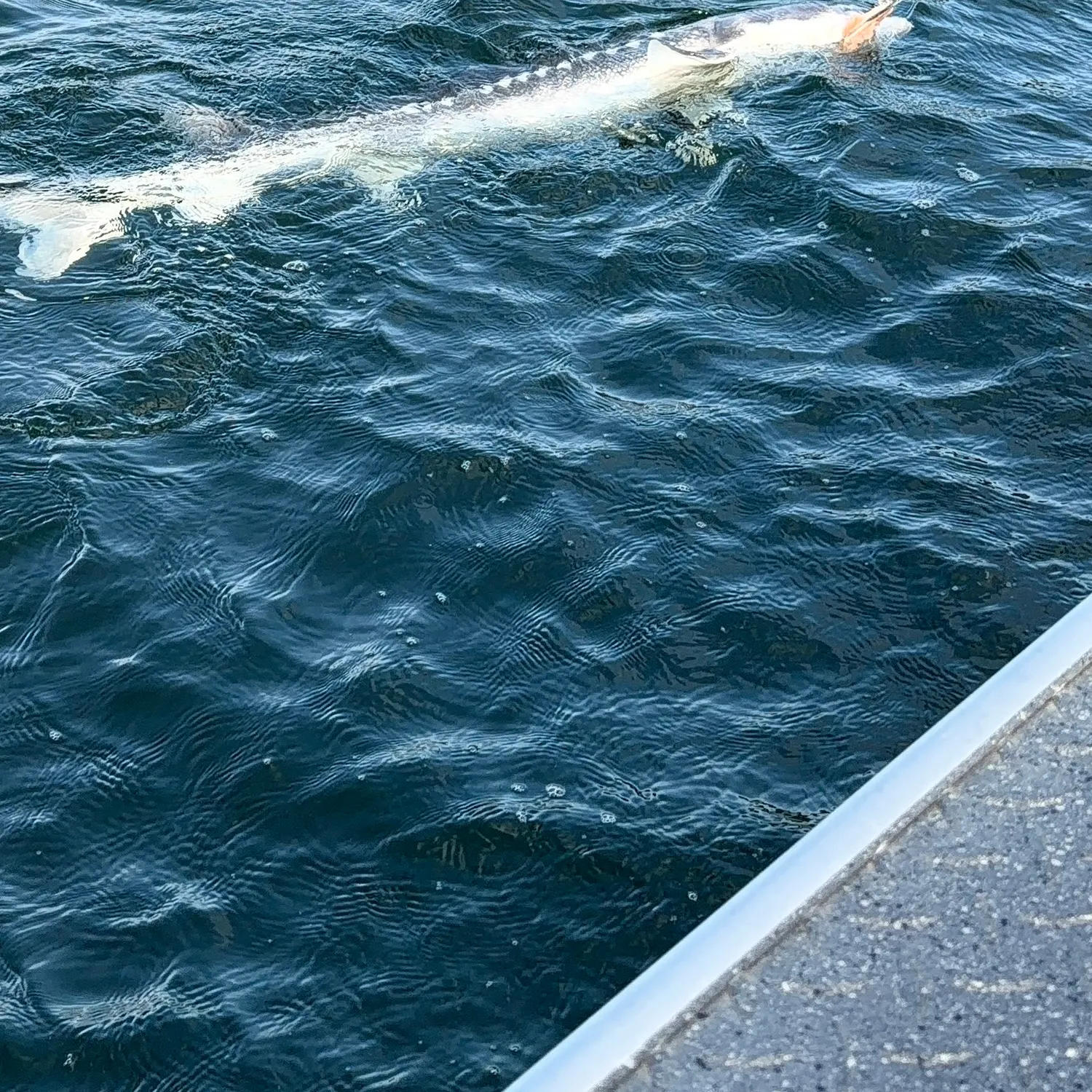 White sturgeon caught on Fishbrain