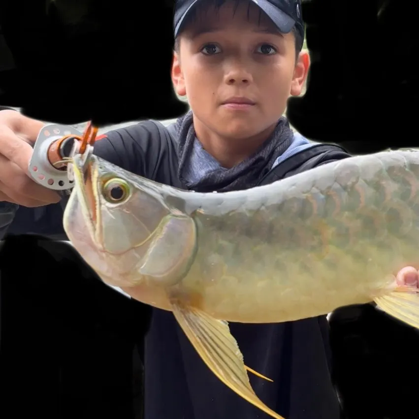The most recent Spotted bonytongue catches on Fishbrain