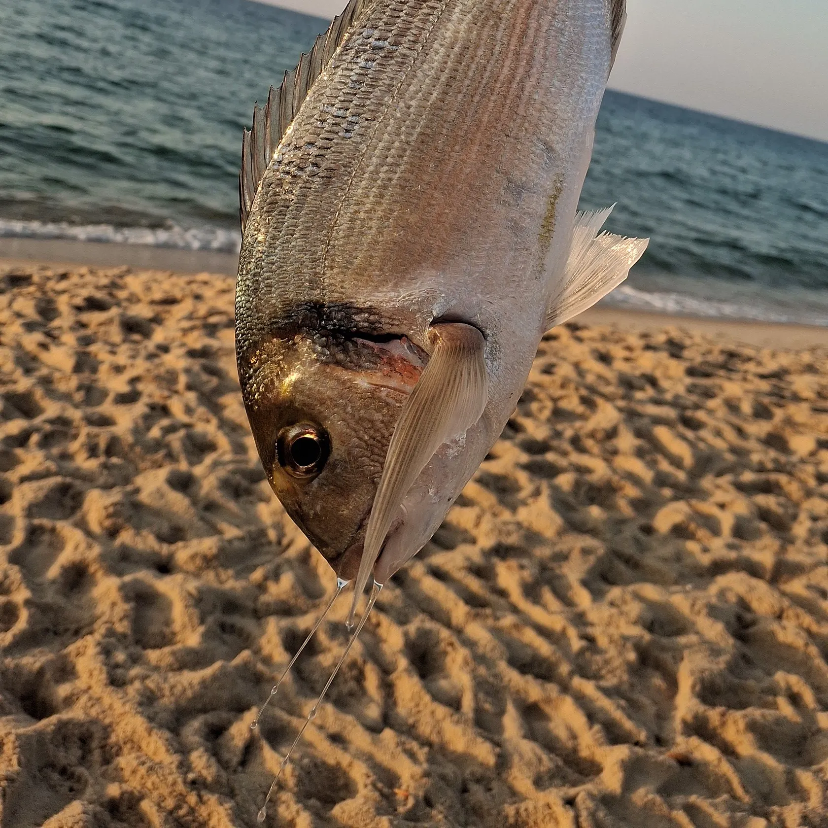 Gilthead seabream caught on Fishbrain