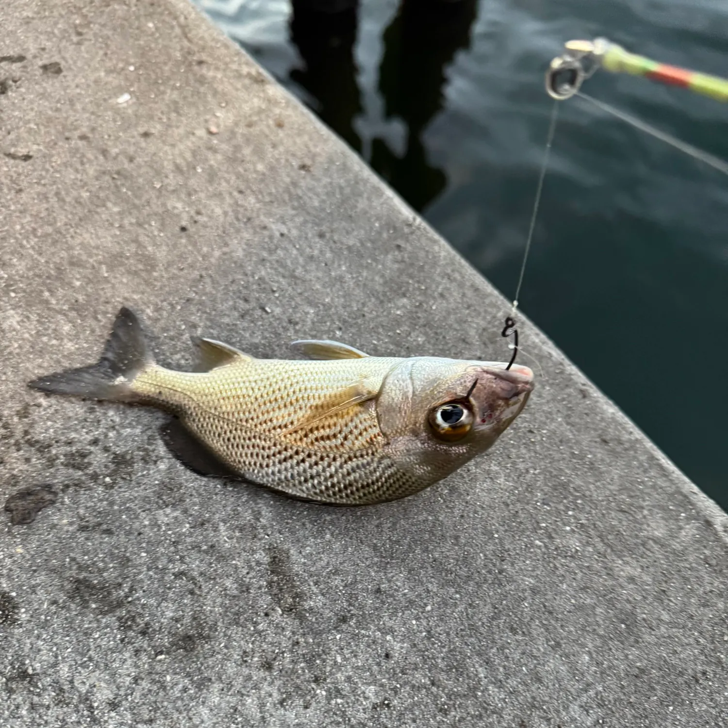 The most recent Sailor's choice grunt catches on Fishbrain