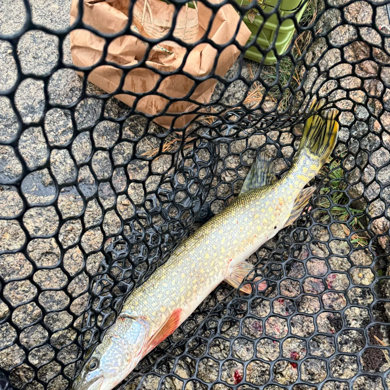 Northern pike caught on Fishbrain