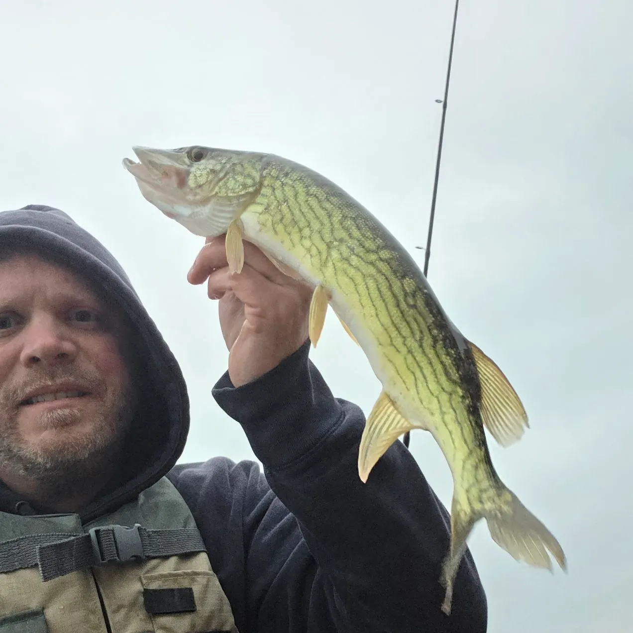 Chain pickerel caught on Fishbrain