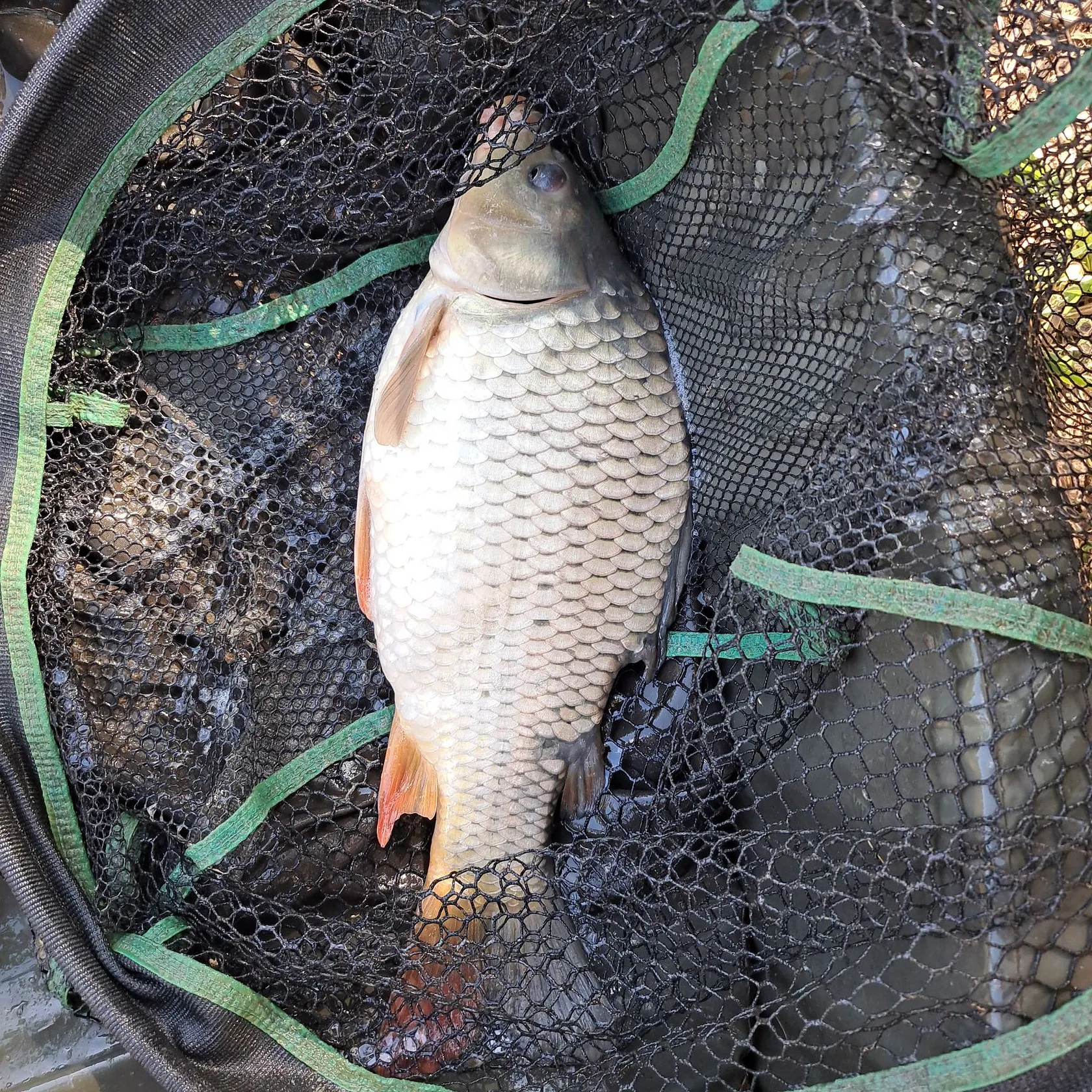 Common carp caught on Fishbrain