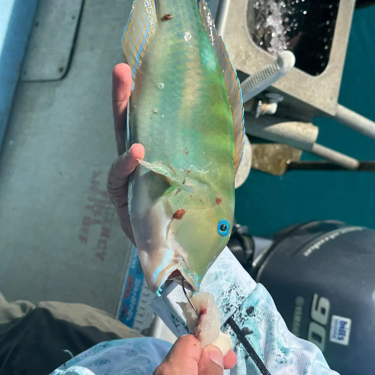 The most recent Blackspot tuskfish catches on Fishbrain