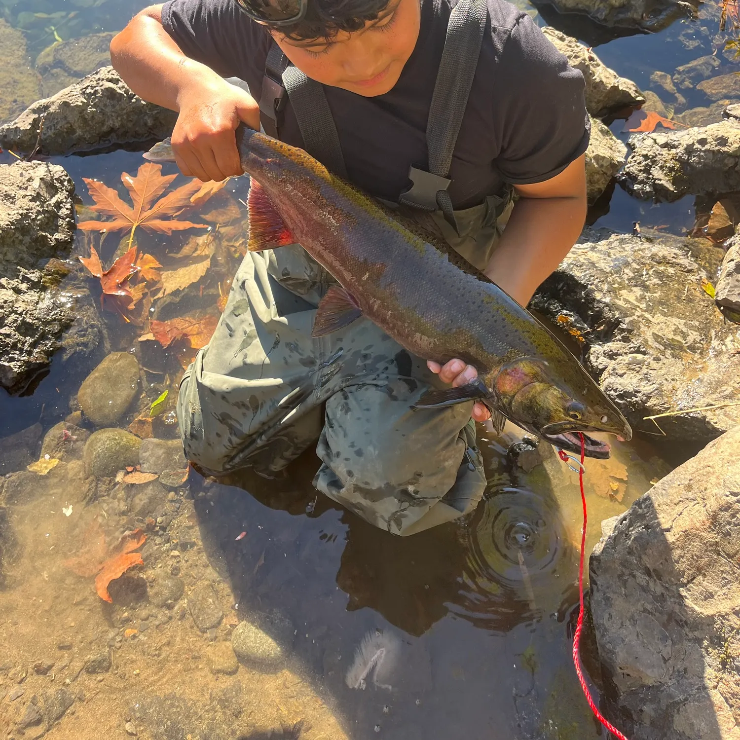 Coho salmon caught on Fishbrain